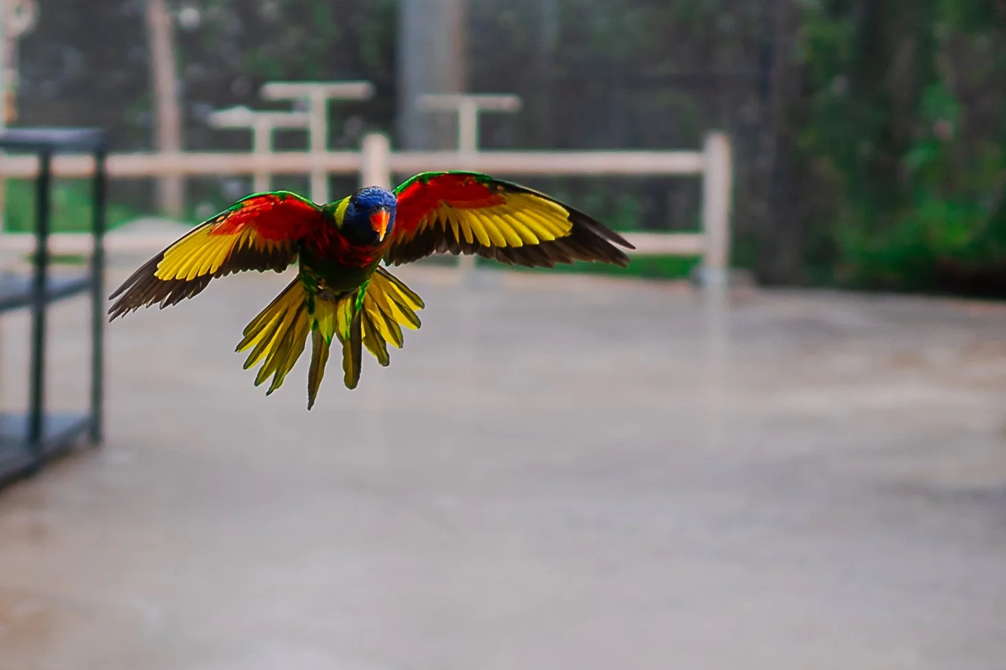Coconut Lorikeet; January 2021