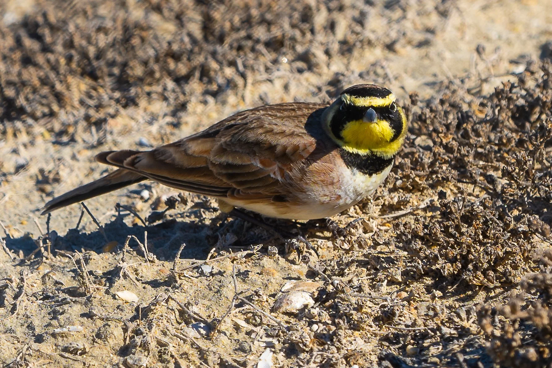 Horned Lark; January 2021