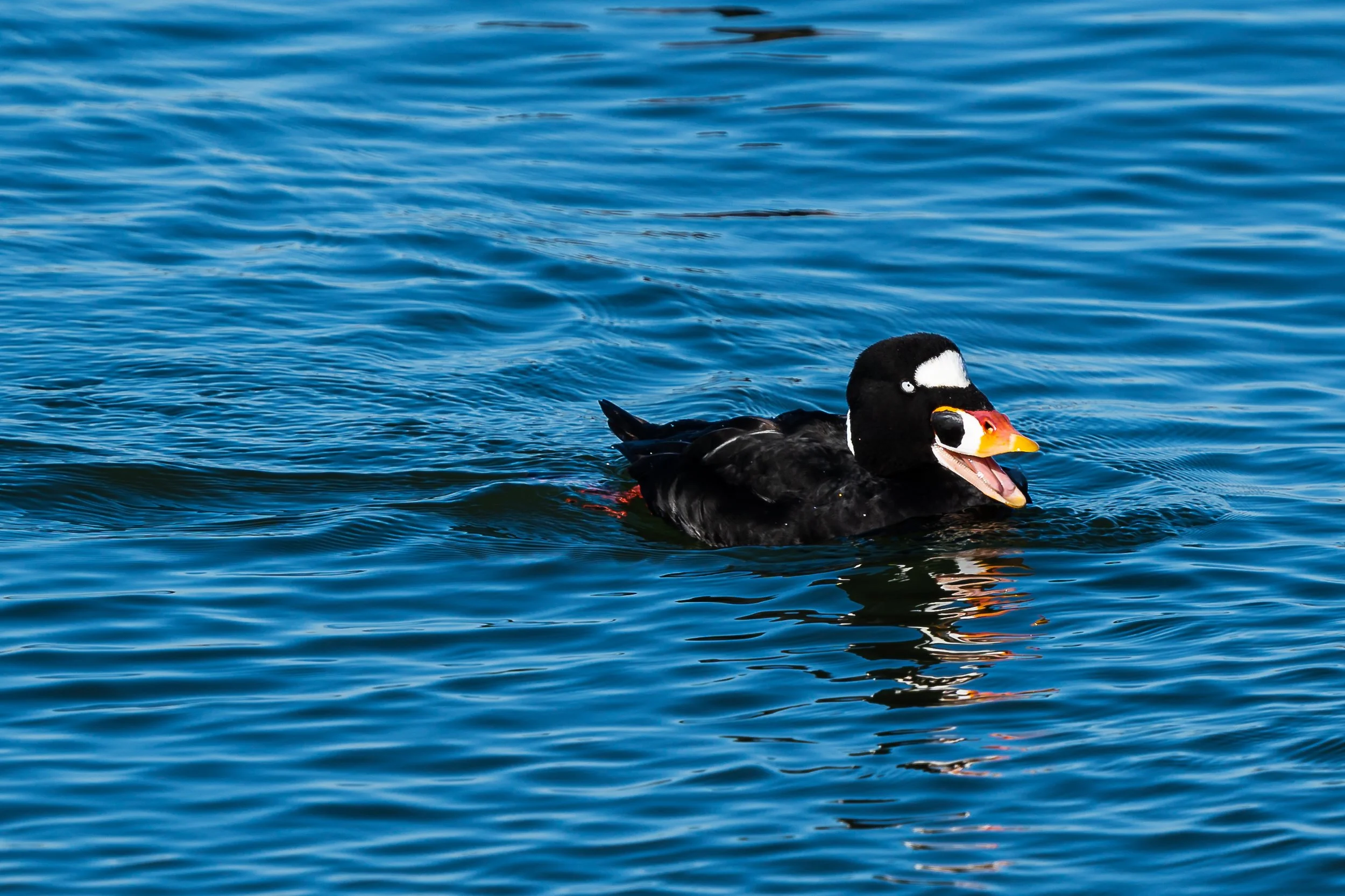 Surf Scoter; January 2021