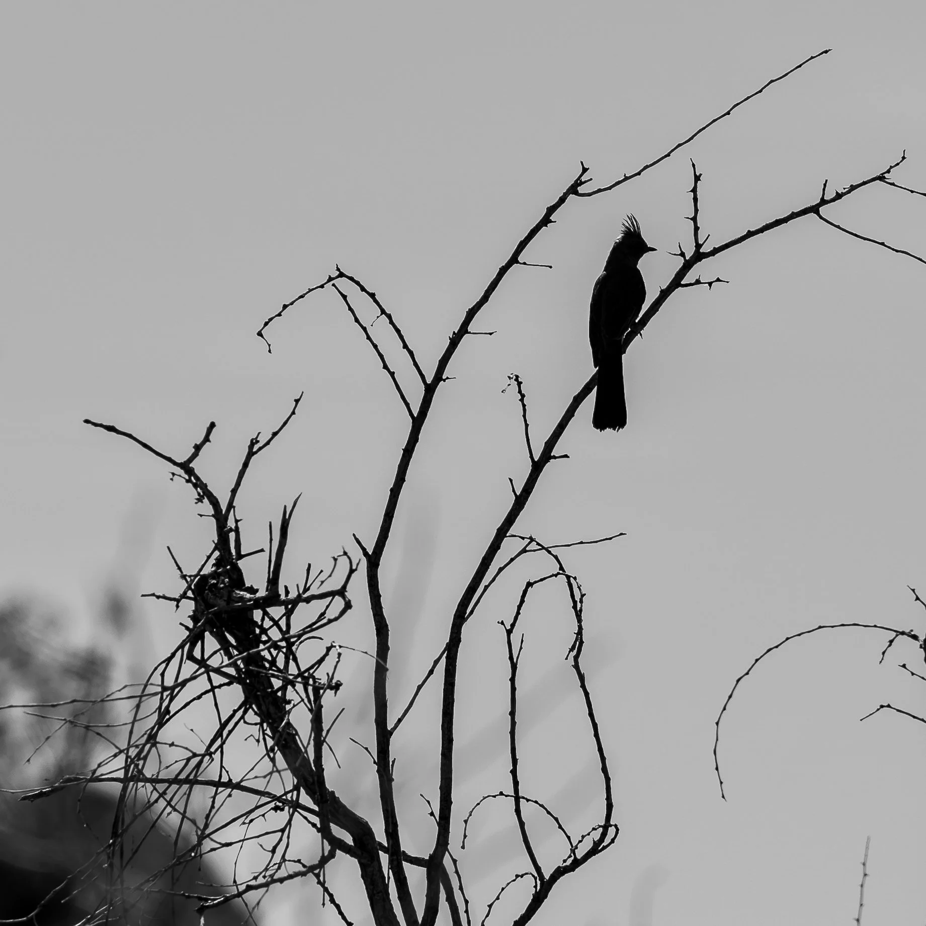 Joshua Tree, CA: April 2021