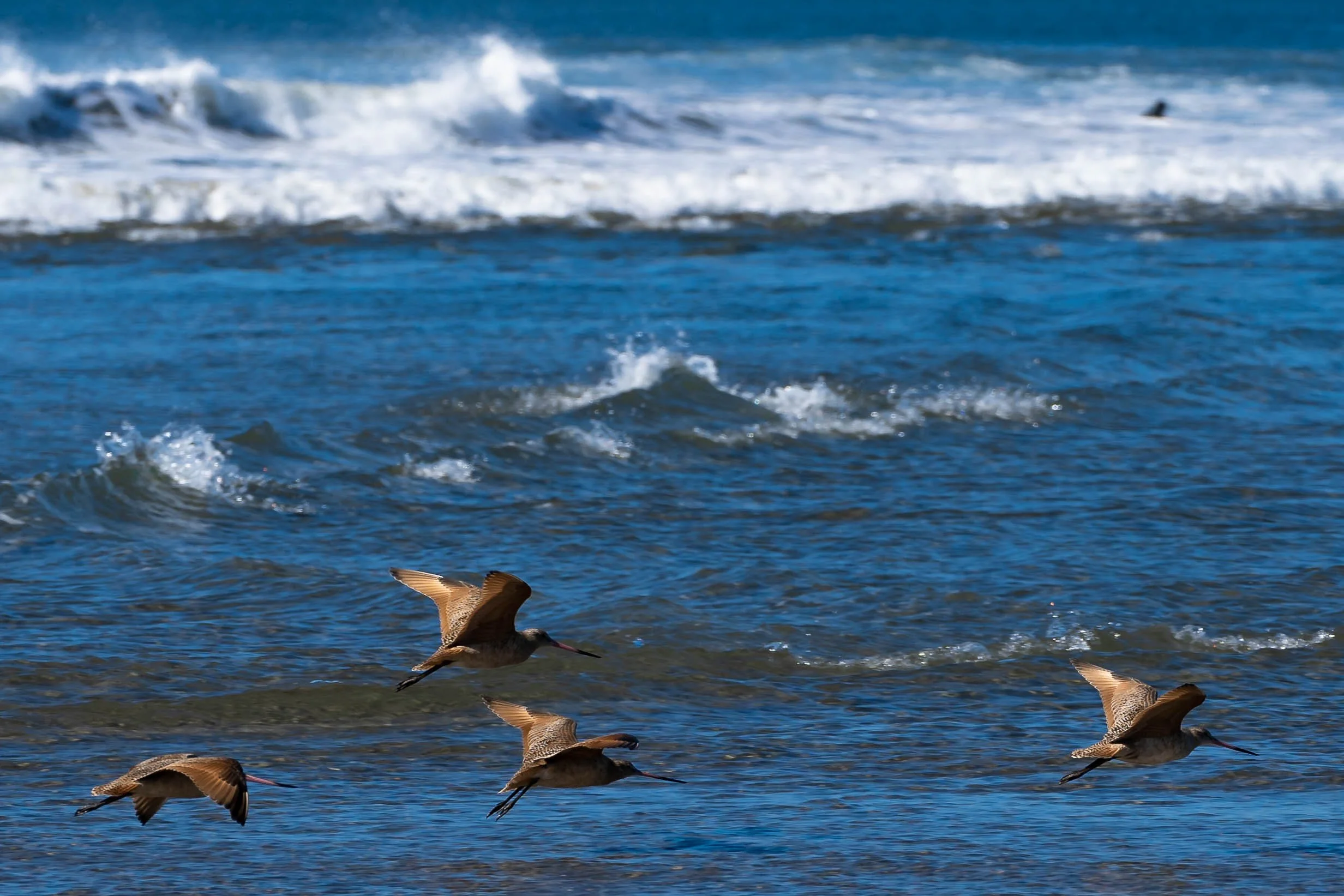 Marbled Godwits; February 2022