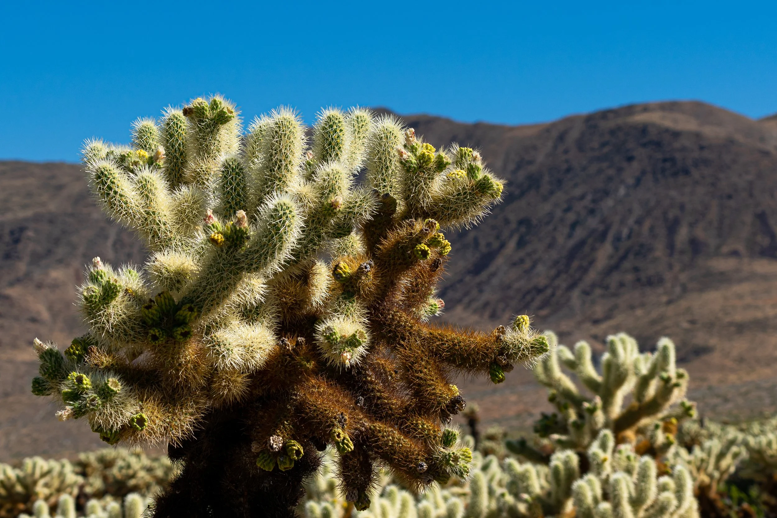 Joshua Tree, CA; June 2020