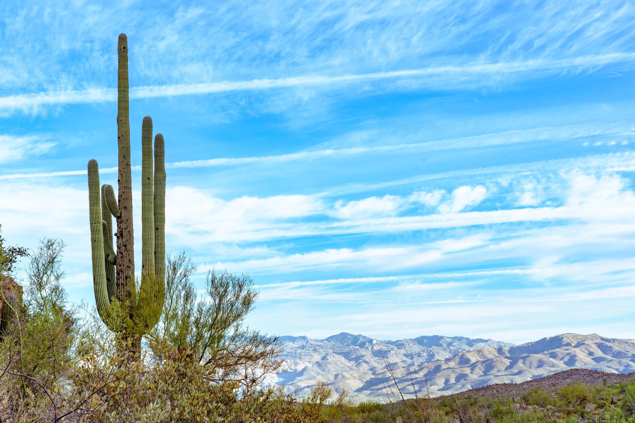 Saguaro National Park, AZ; October 2024