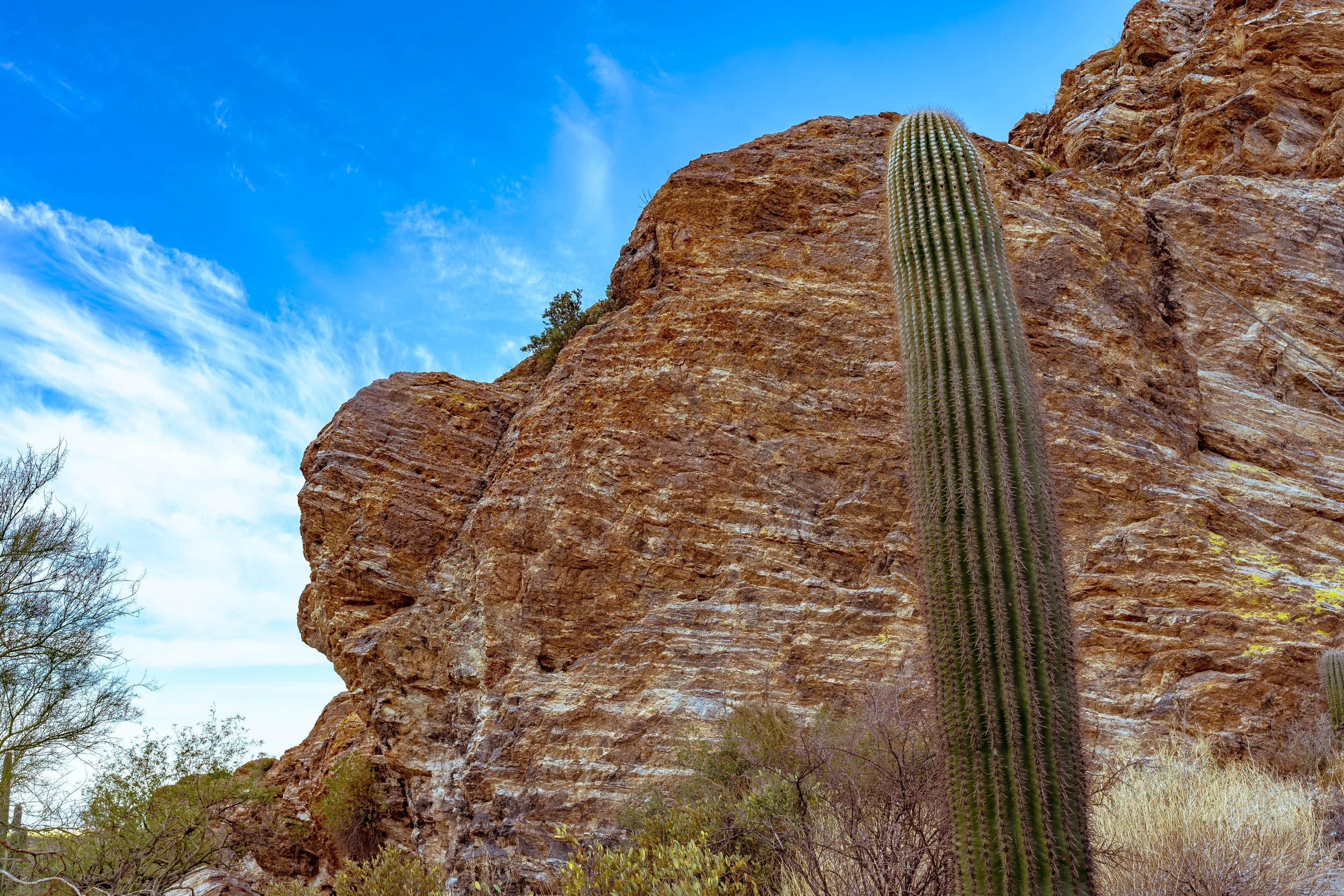 Saguaro National Park, AZ; October 2024
