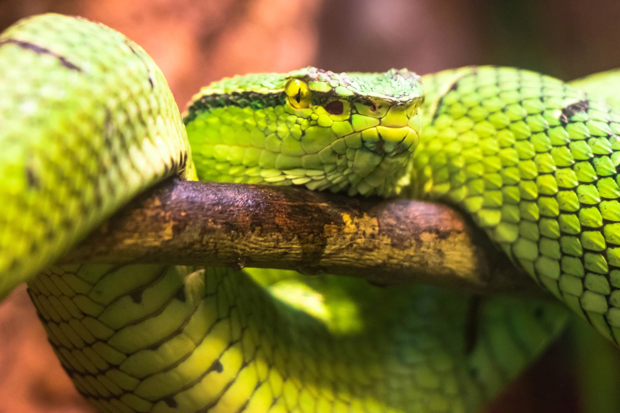 Yellow-blotched Pit Viper; August 2017