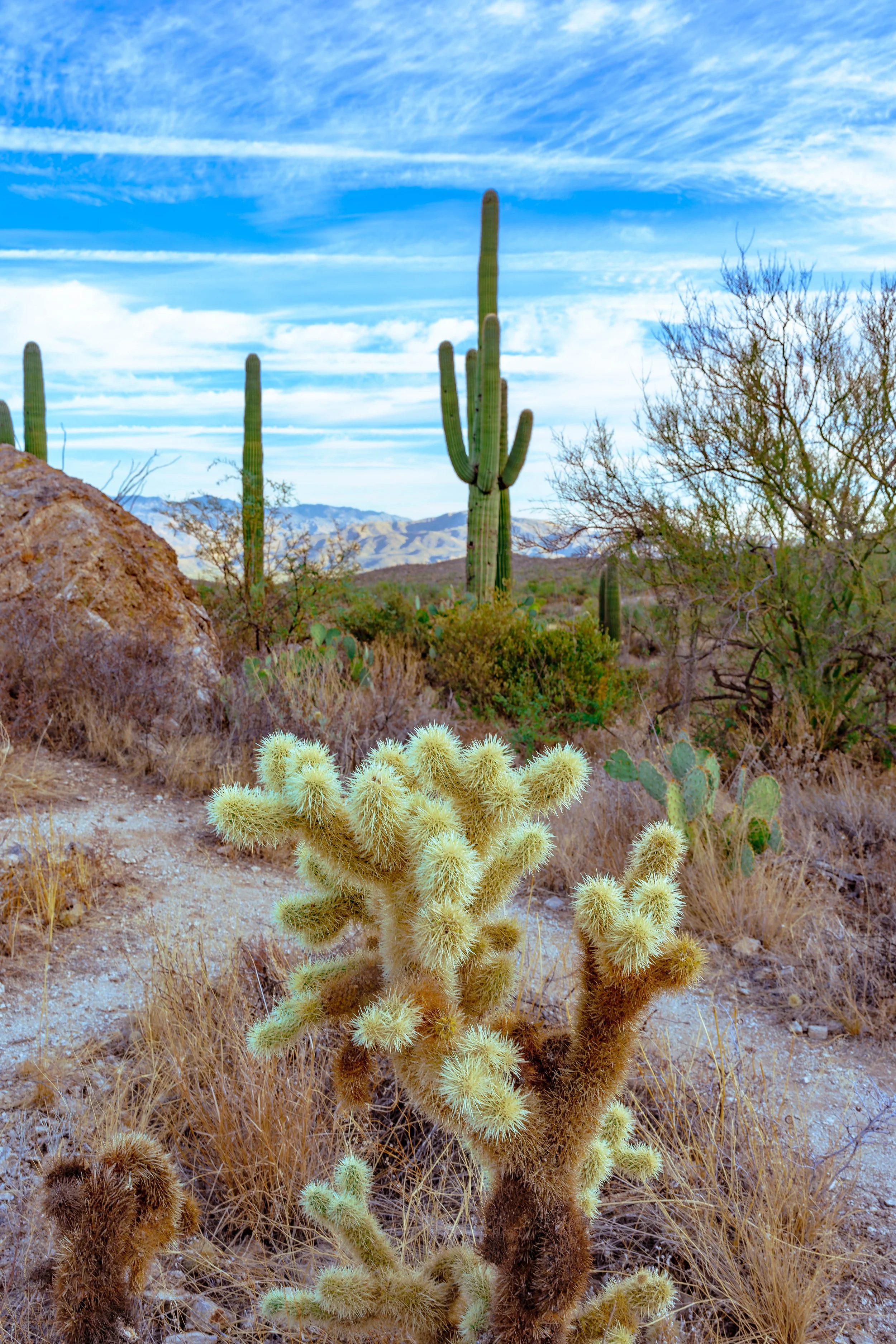 Saguaro National Park, AZ; October 2024