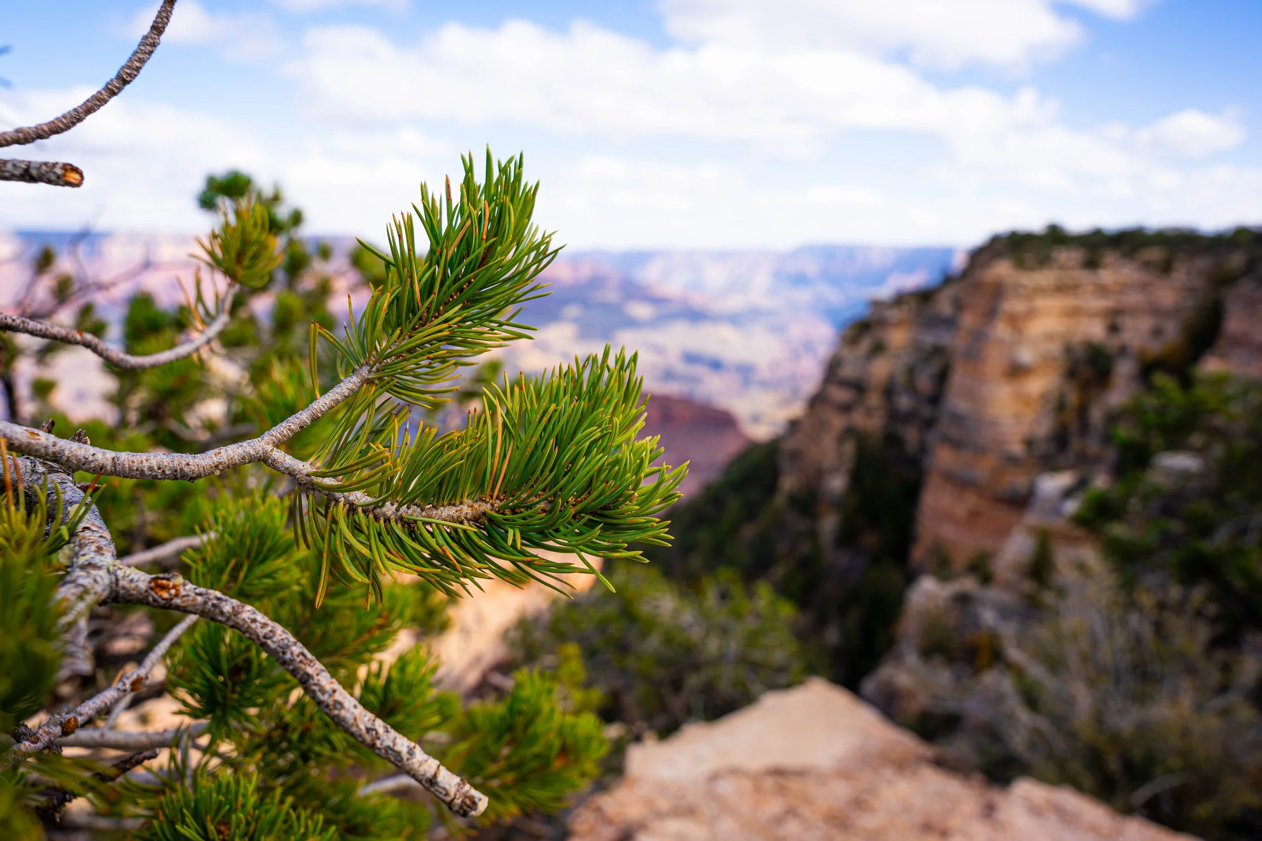 Grand Canyon, AZ; October 2024