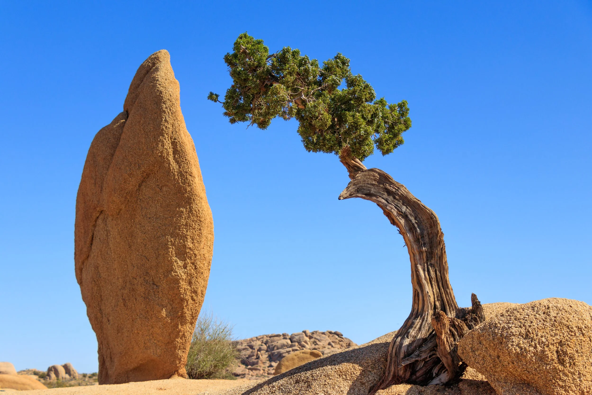 Joshua Tree, CA; May 2018