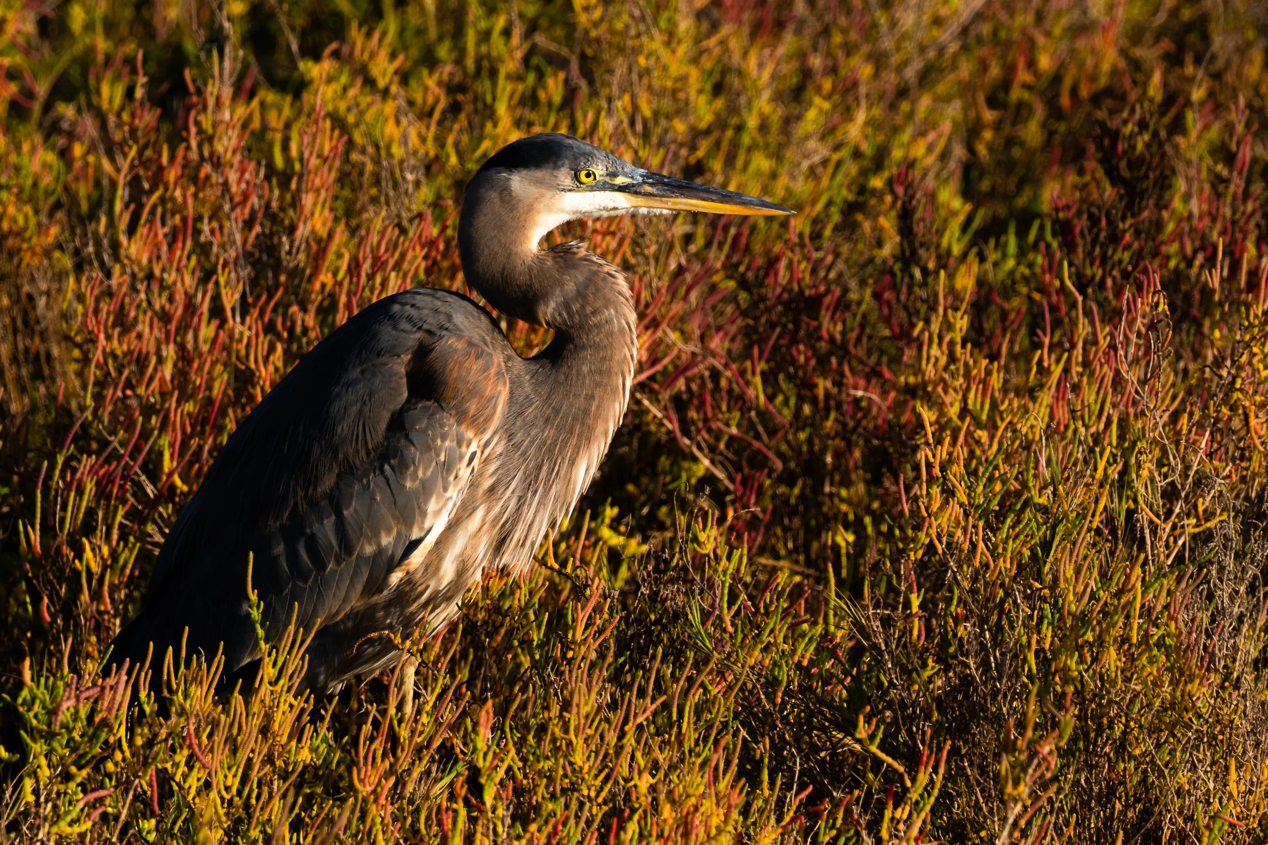 Great Blue Heron; October 2017