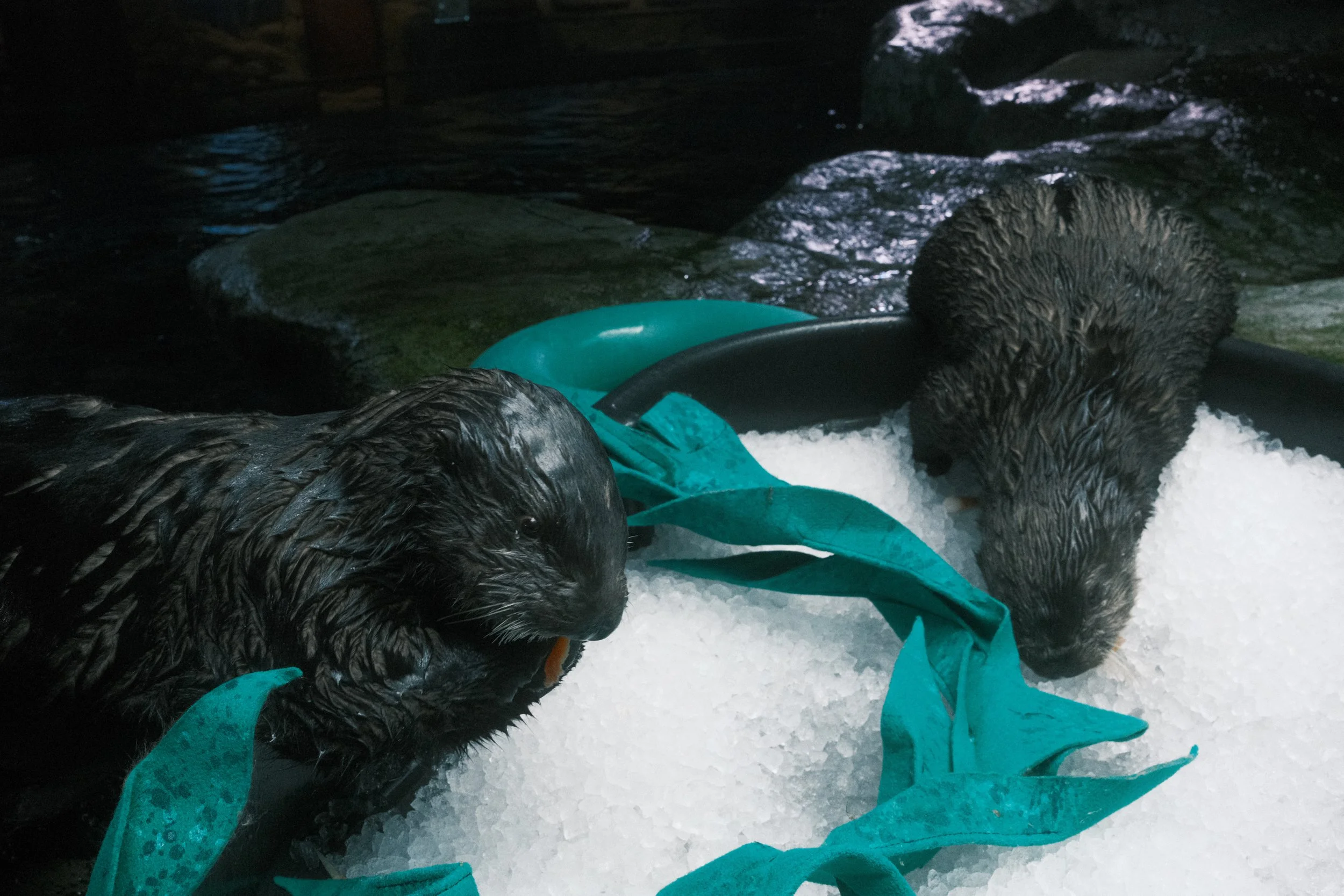 Long Beach, CA; December 2025