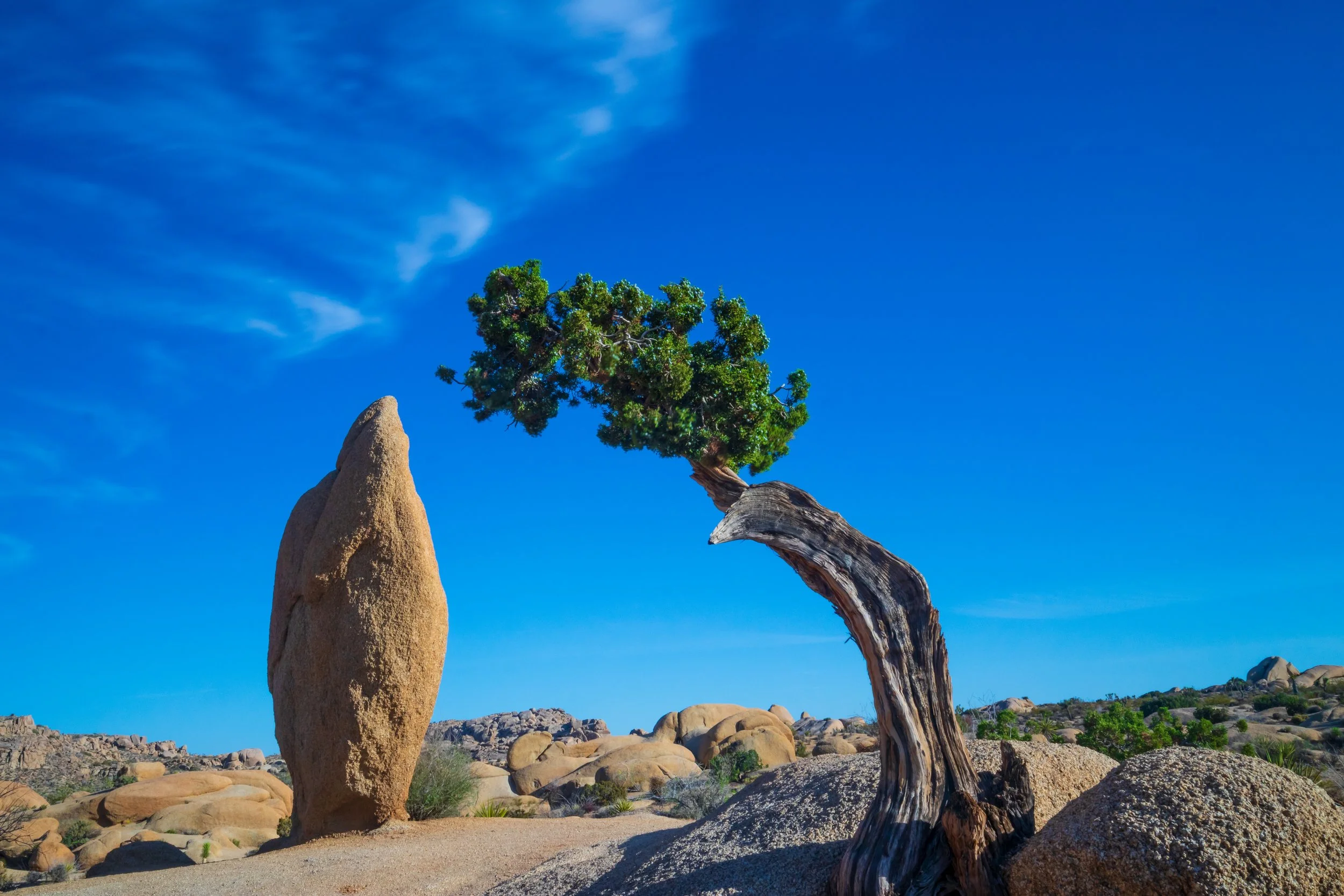 Joshua Tree, CA; May 2018