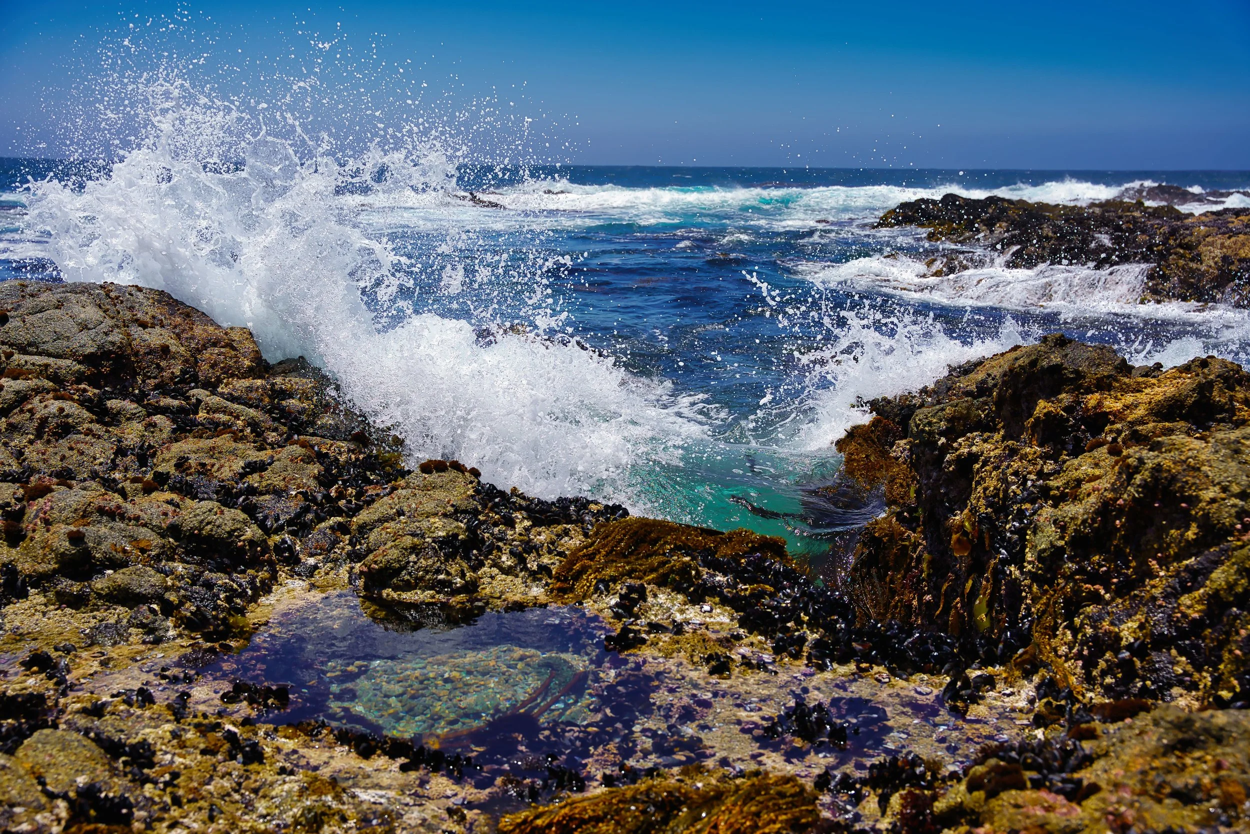 Point Lobos, CA; June 2022