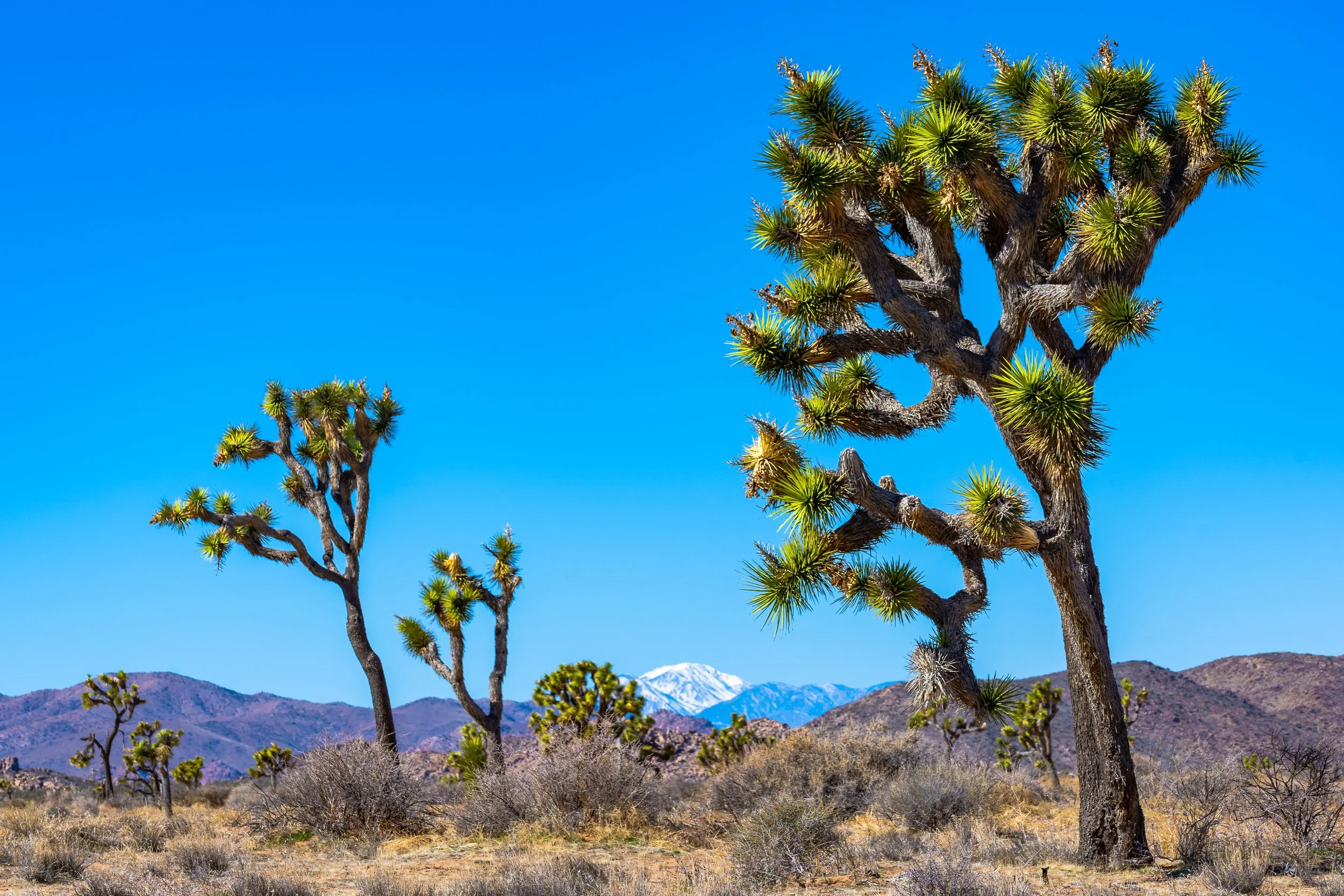 Joshua Tree, CA; February 2020