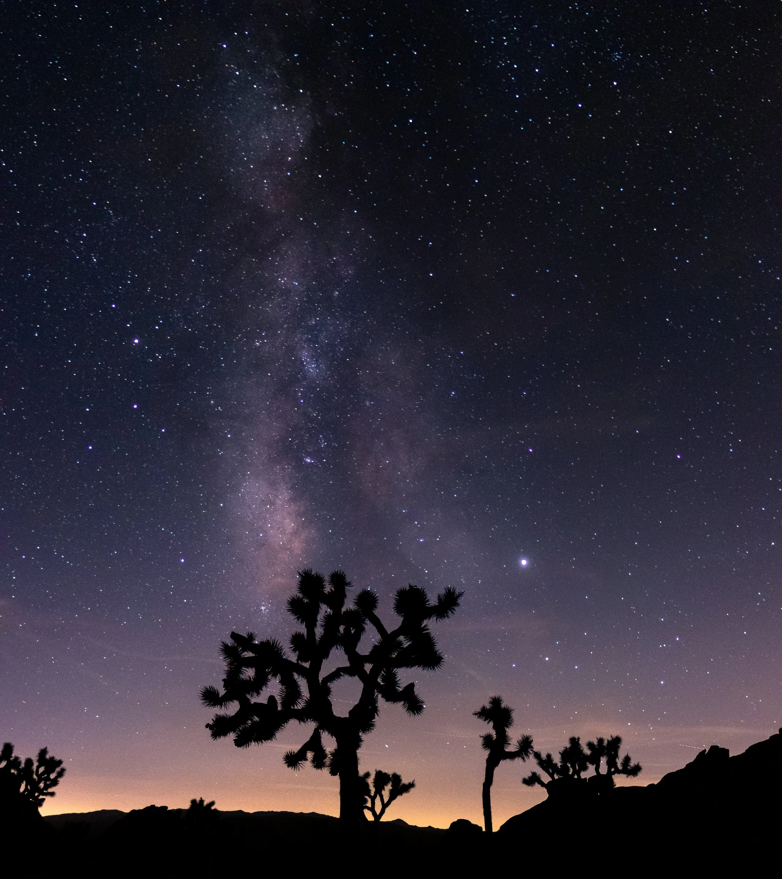 Milky Way over a Joshua Tree