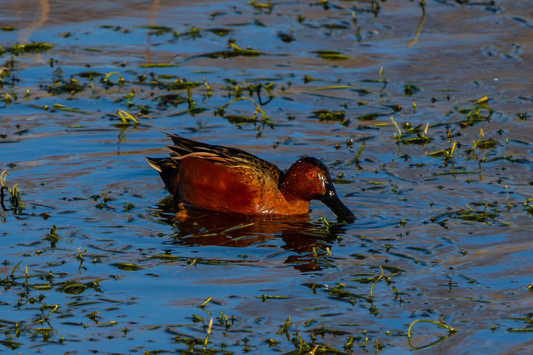 Cinnamon Teal; January 2025