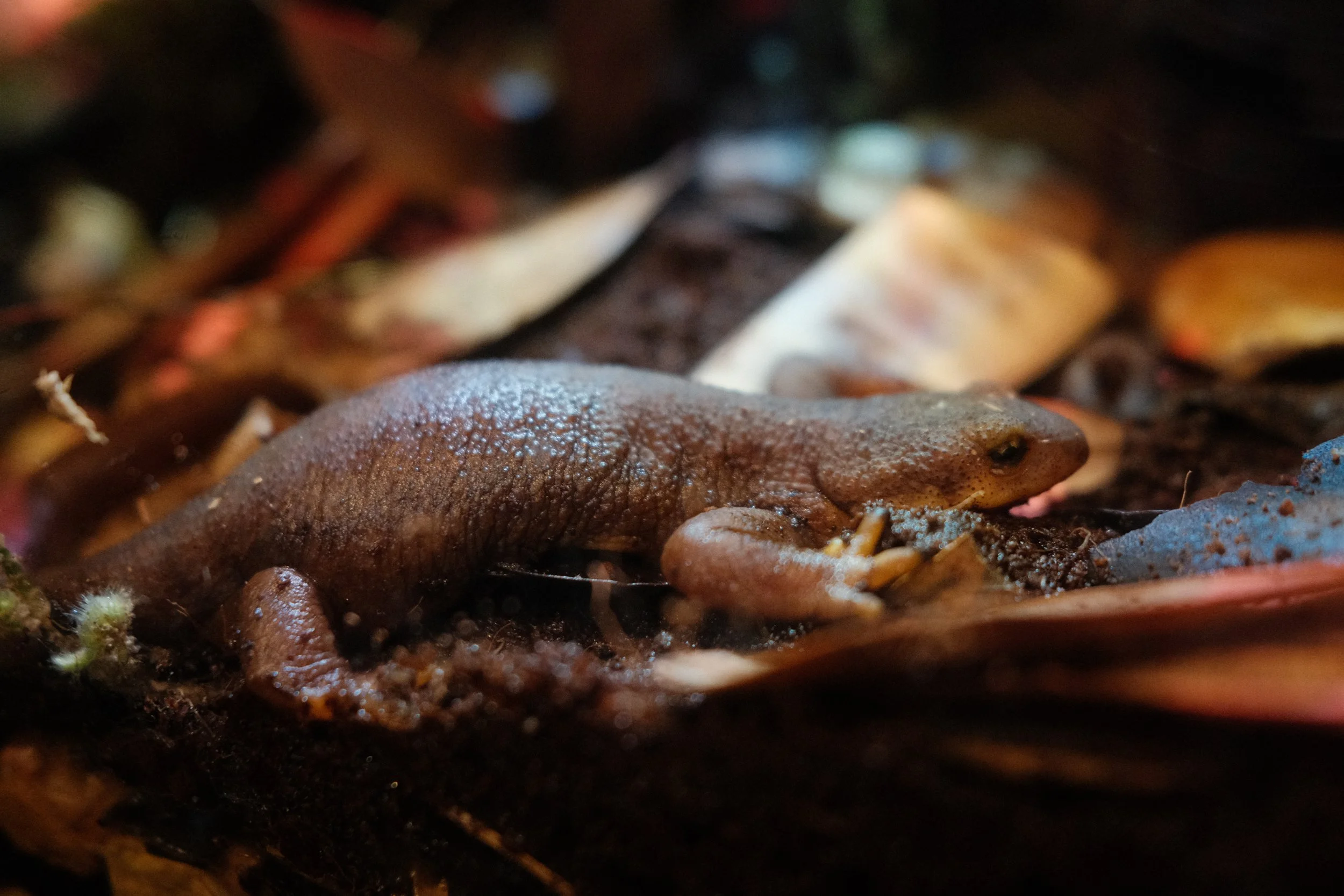 Long Beach, CA; December 2025