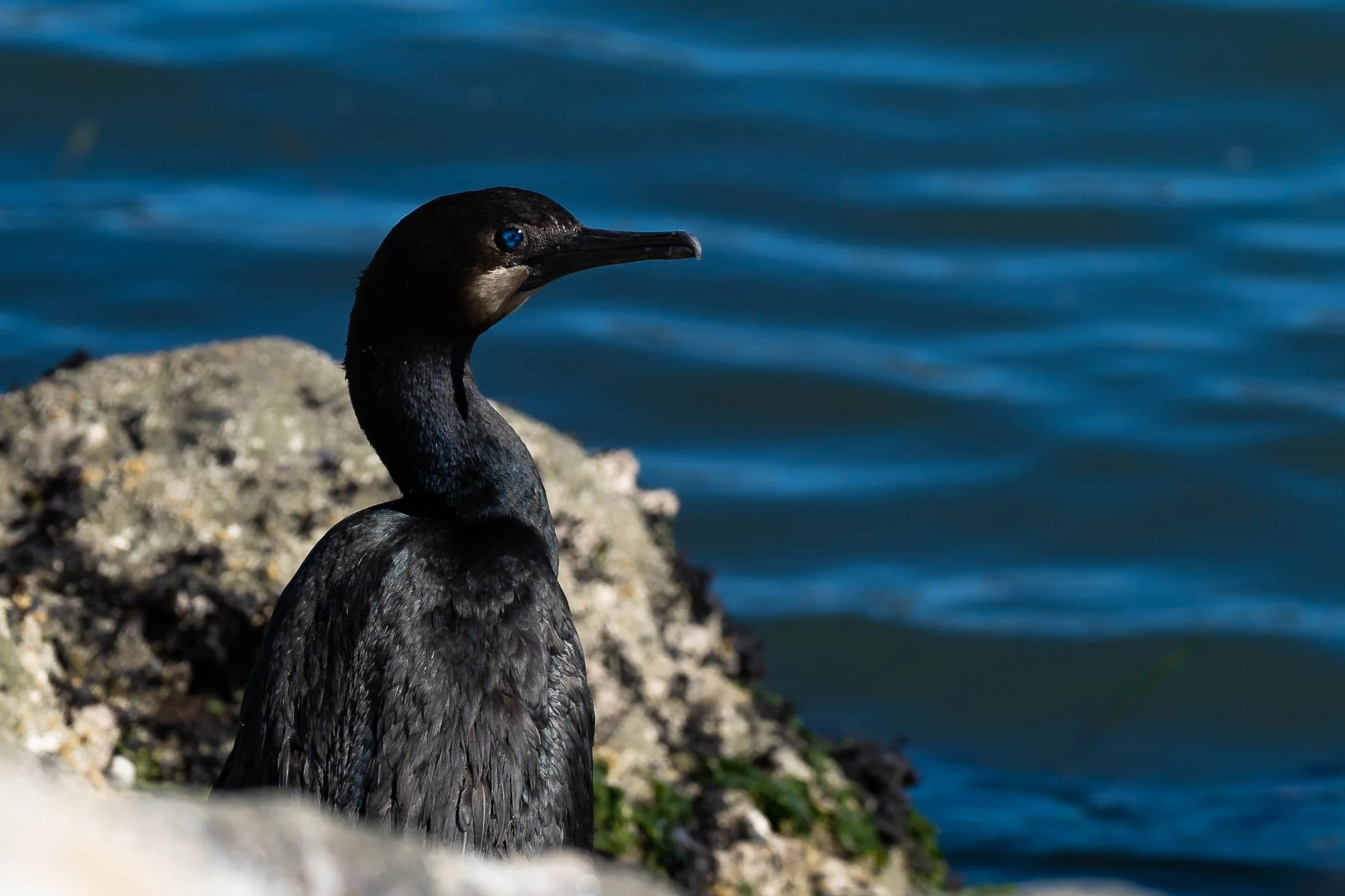Brandt's Cormorant; February 2022