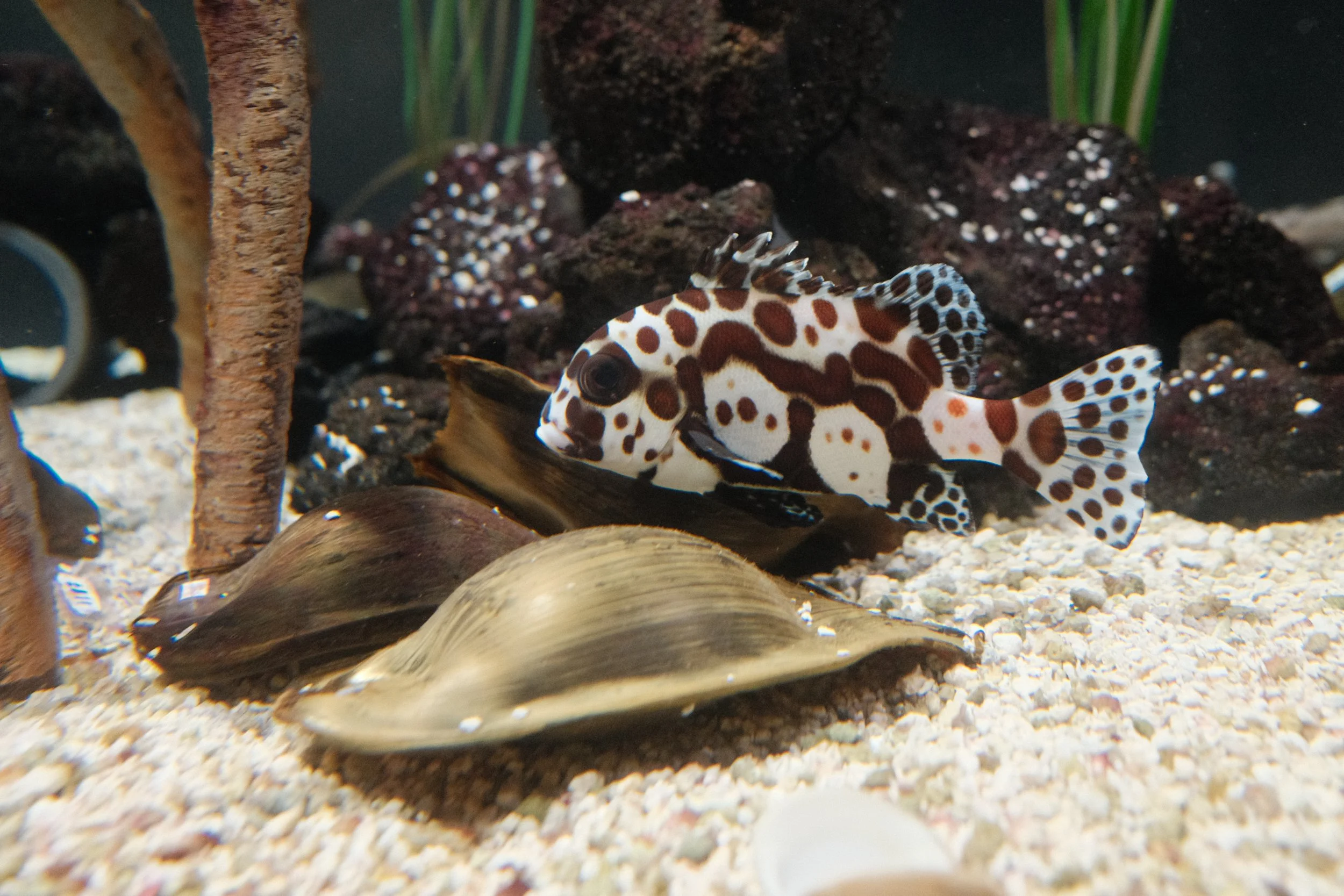 Long Beach, CA; December 2025