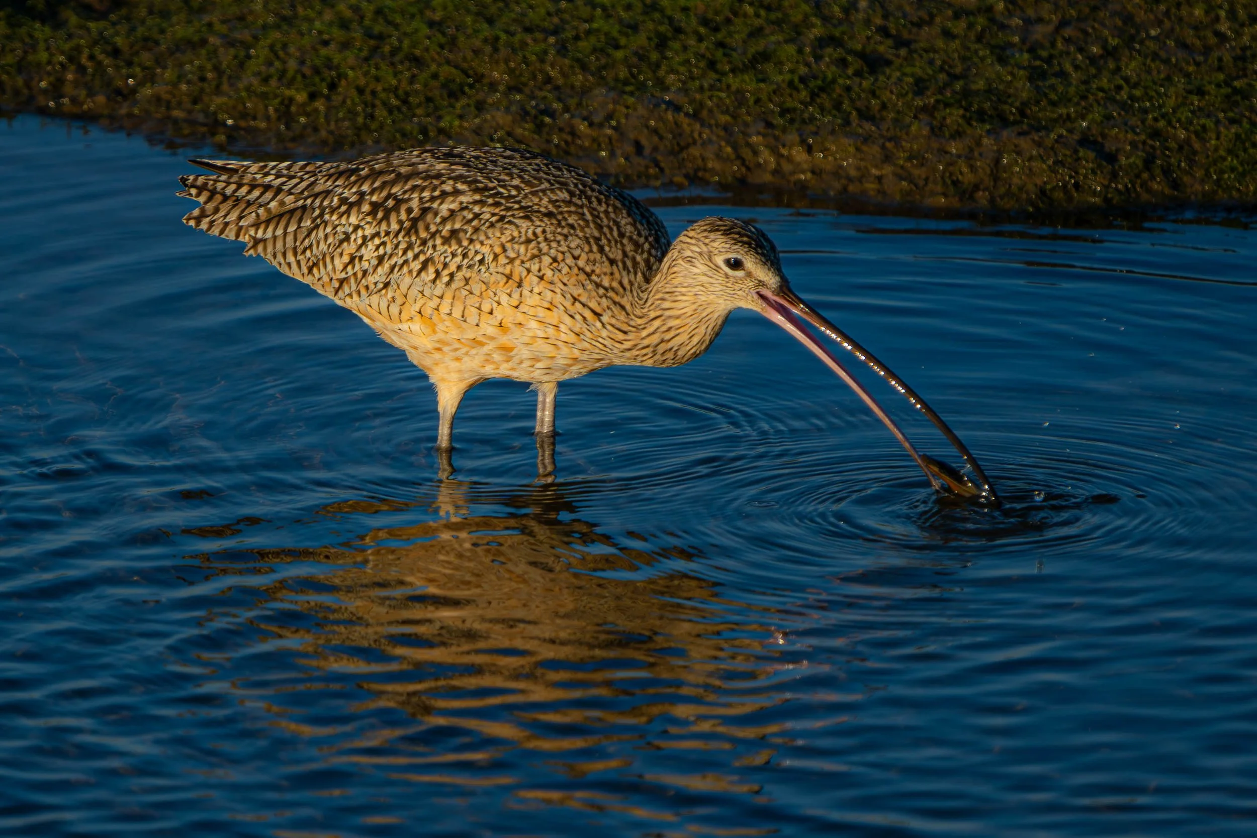 Long-billed Curlew; December 2024