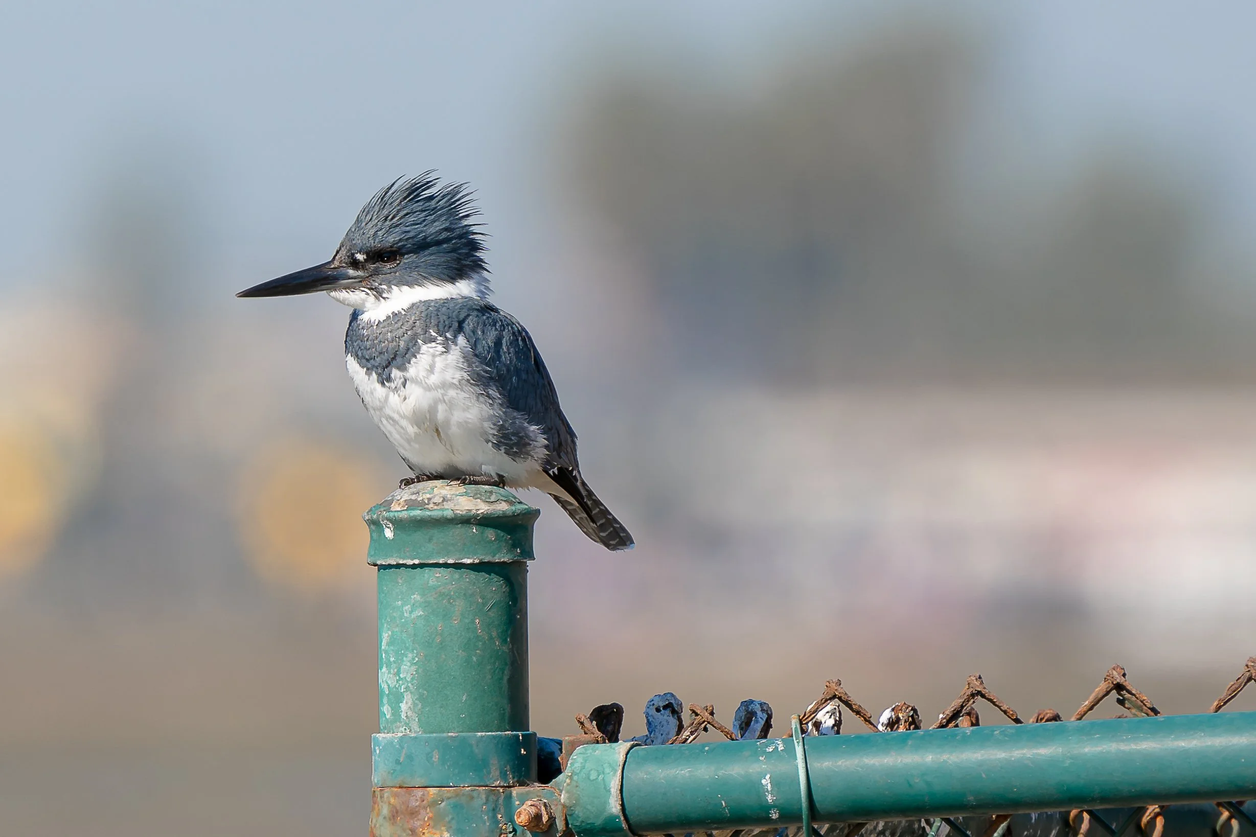 Belted Kingfisher; January 2021
