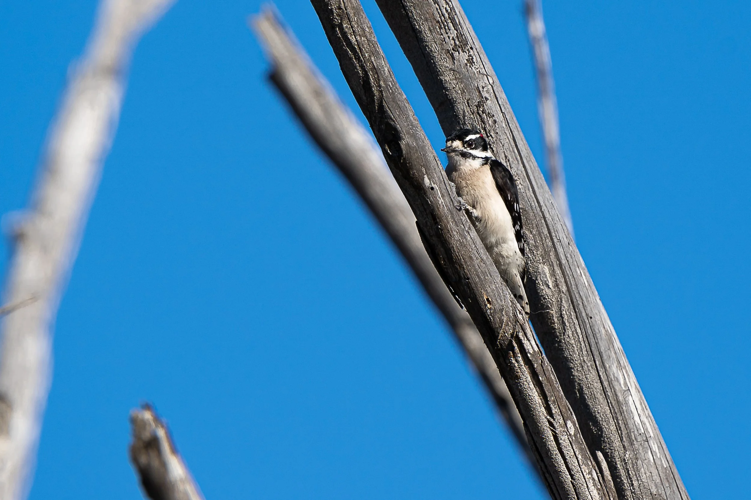 Downy Woodpecker; January 2021