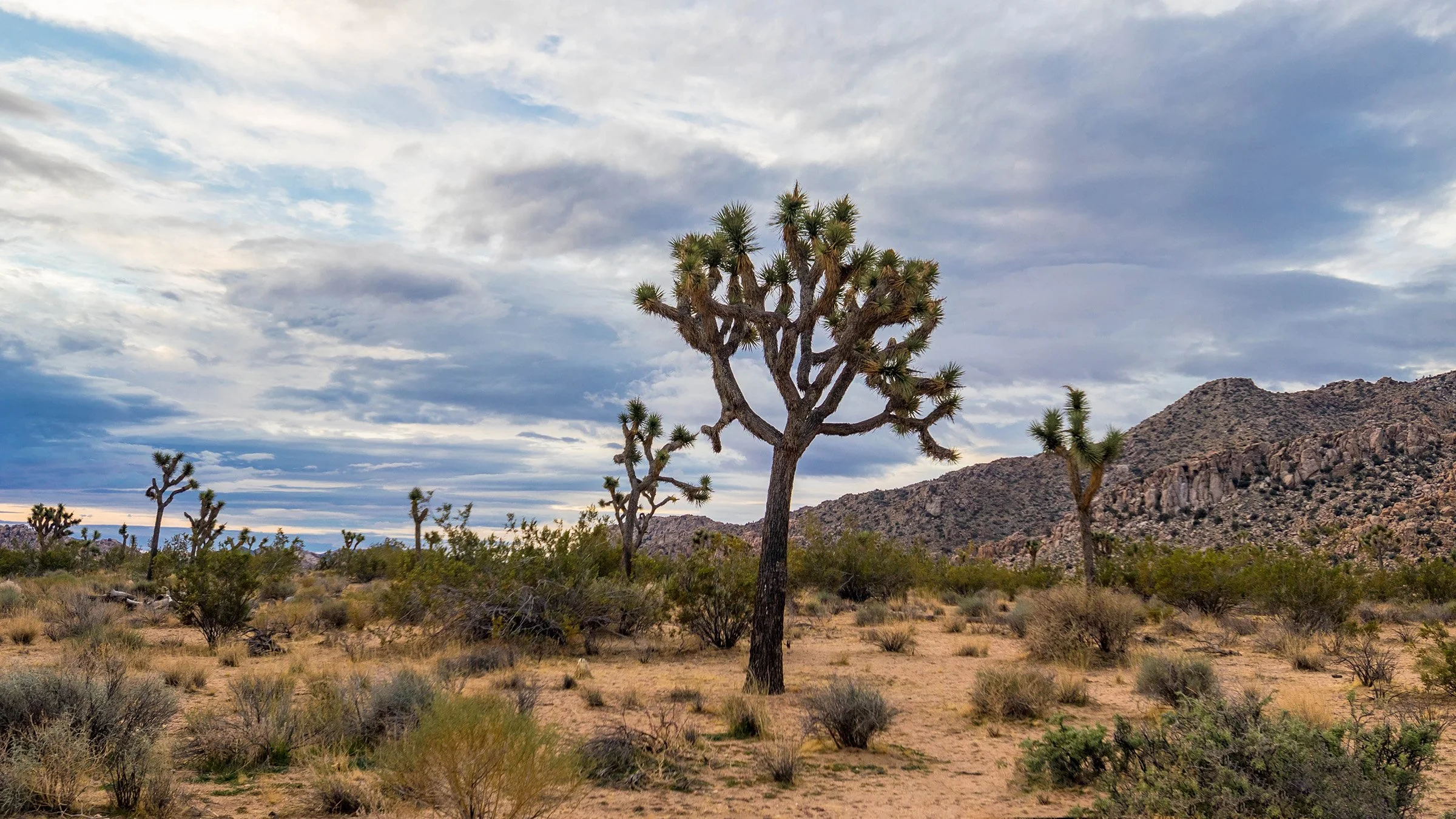 Joshua Tree, CA; November 2017