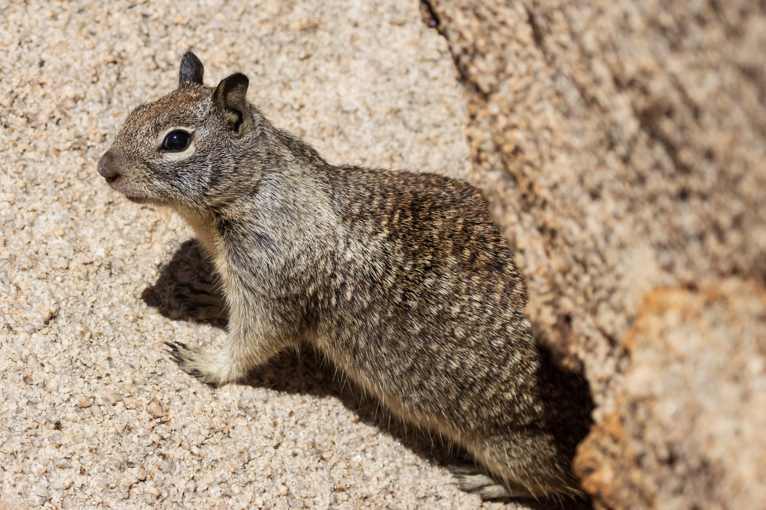 California Ground Squirrel; May 2018