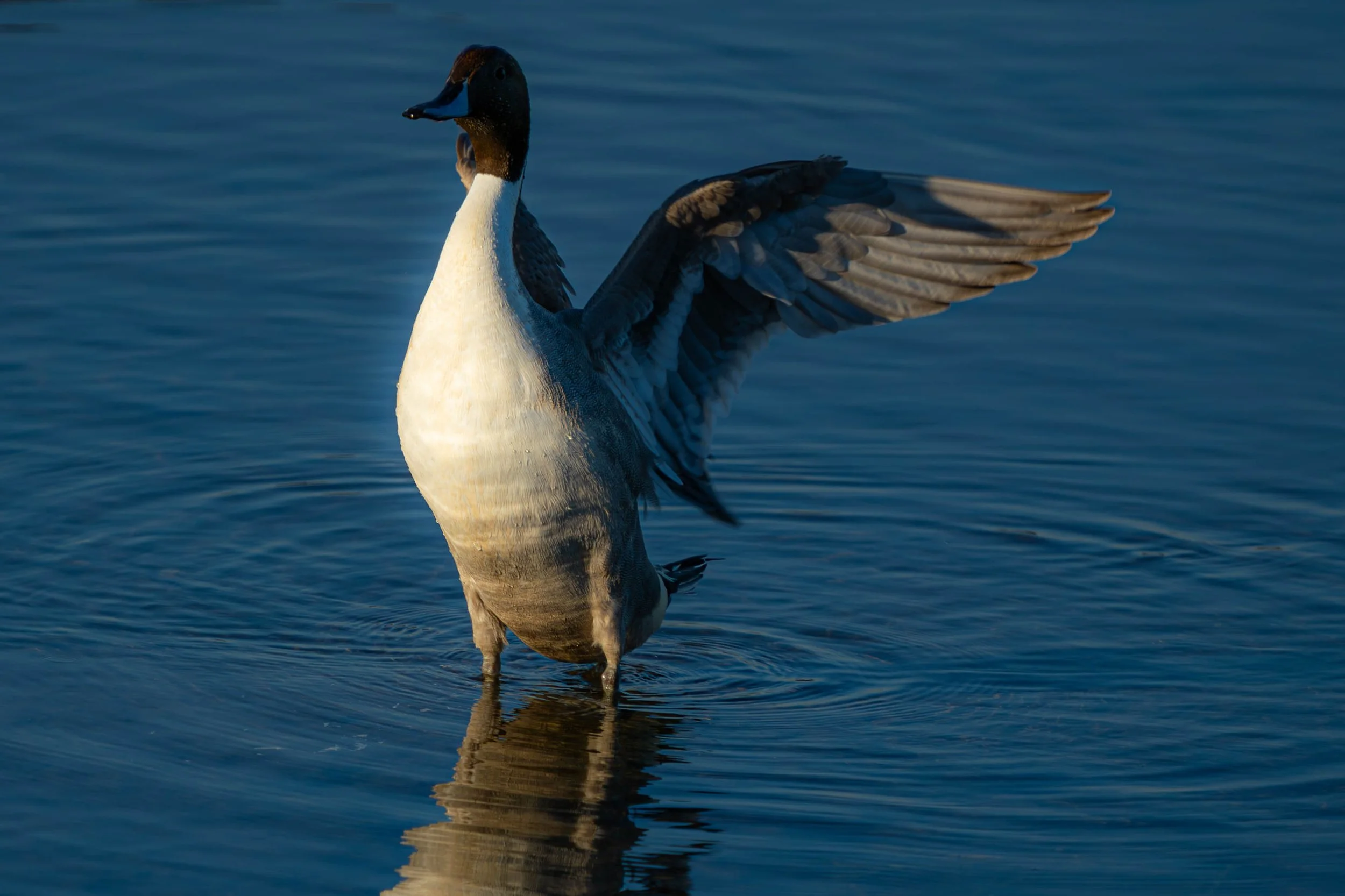 Northern Pintail; December 2024