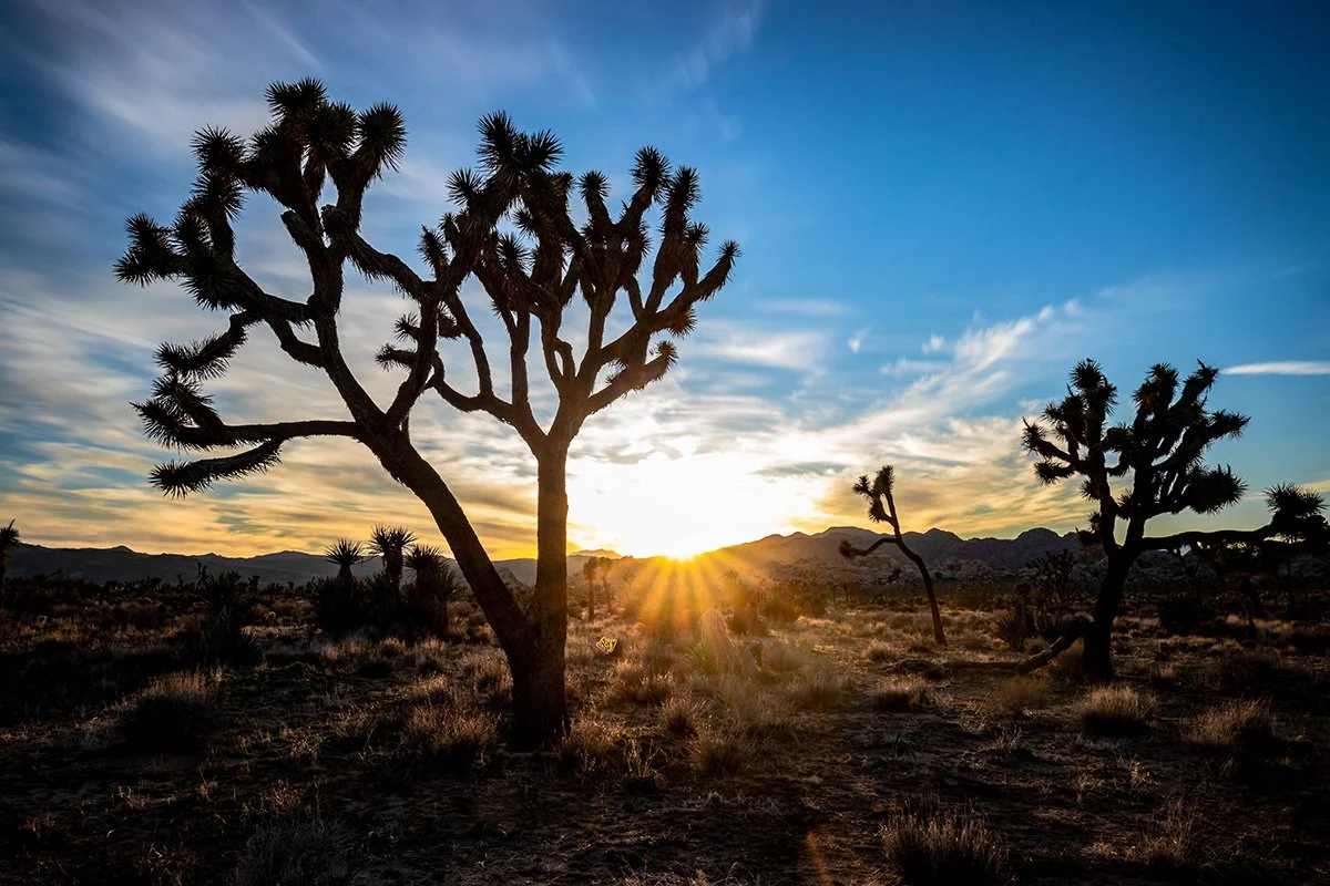 Joshua Tree, CA; February 2019