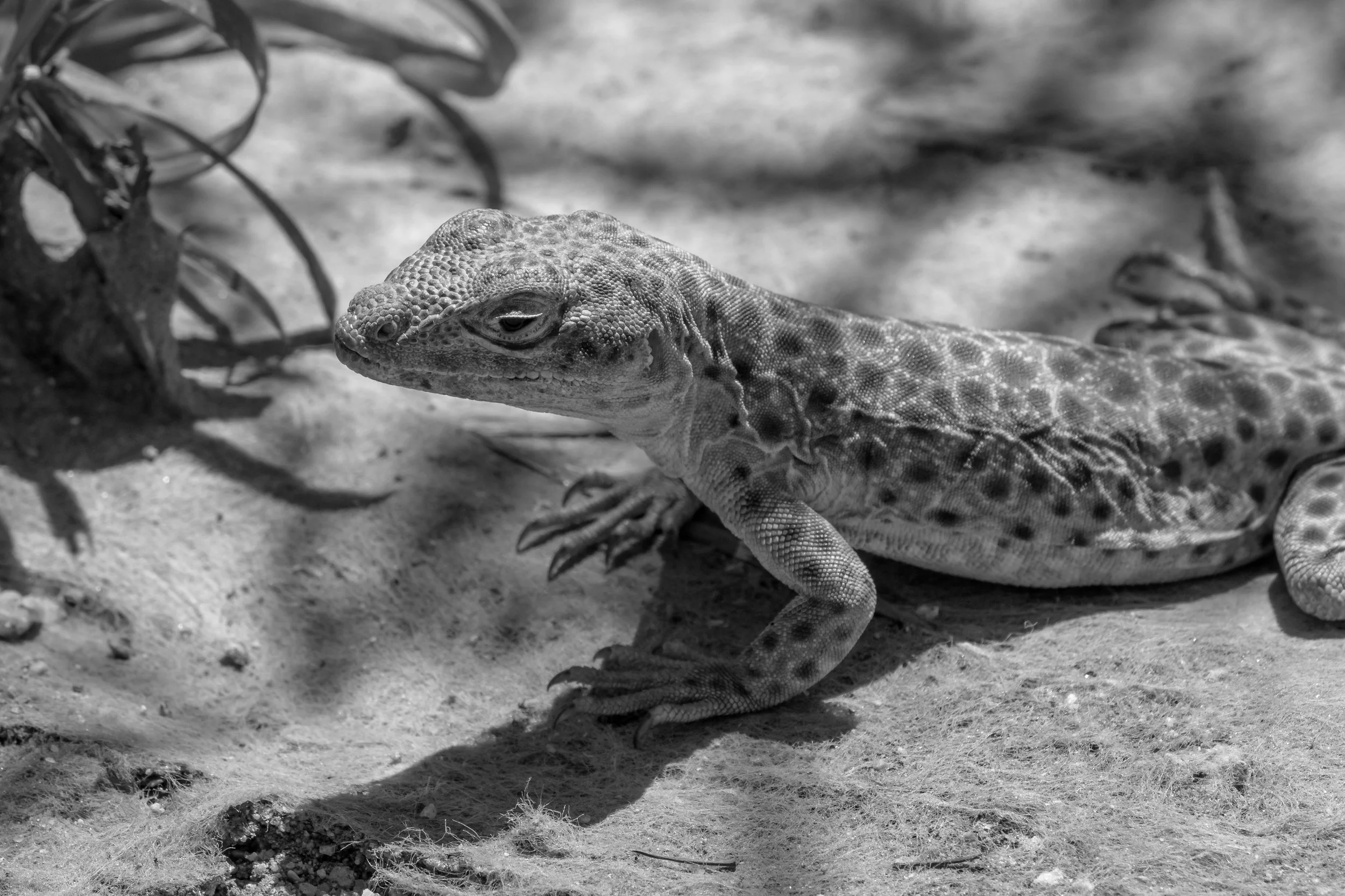 Joshua Tree, CA; April 2019