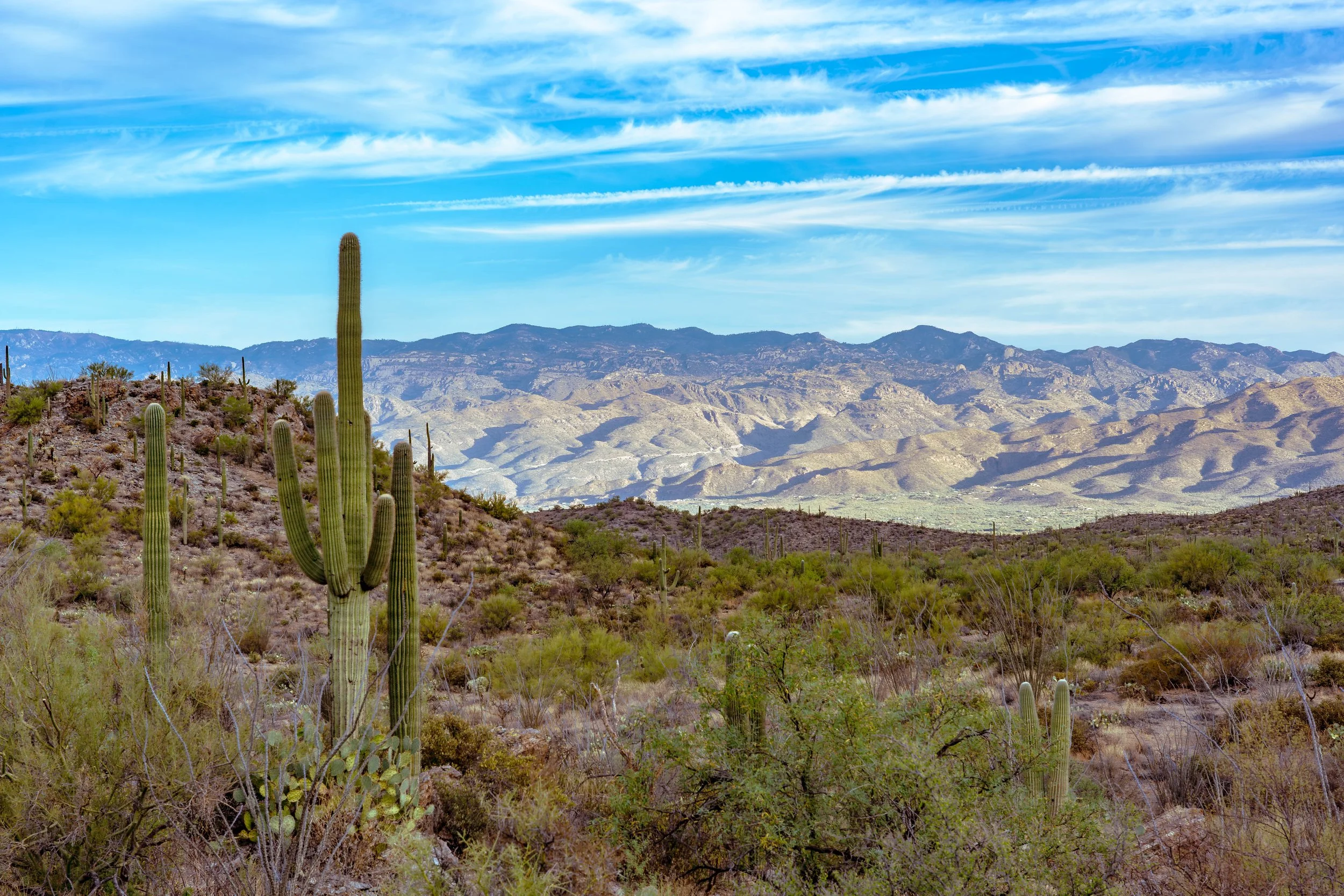 Saguaro National Park, AZ; October 2024