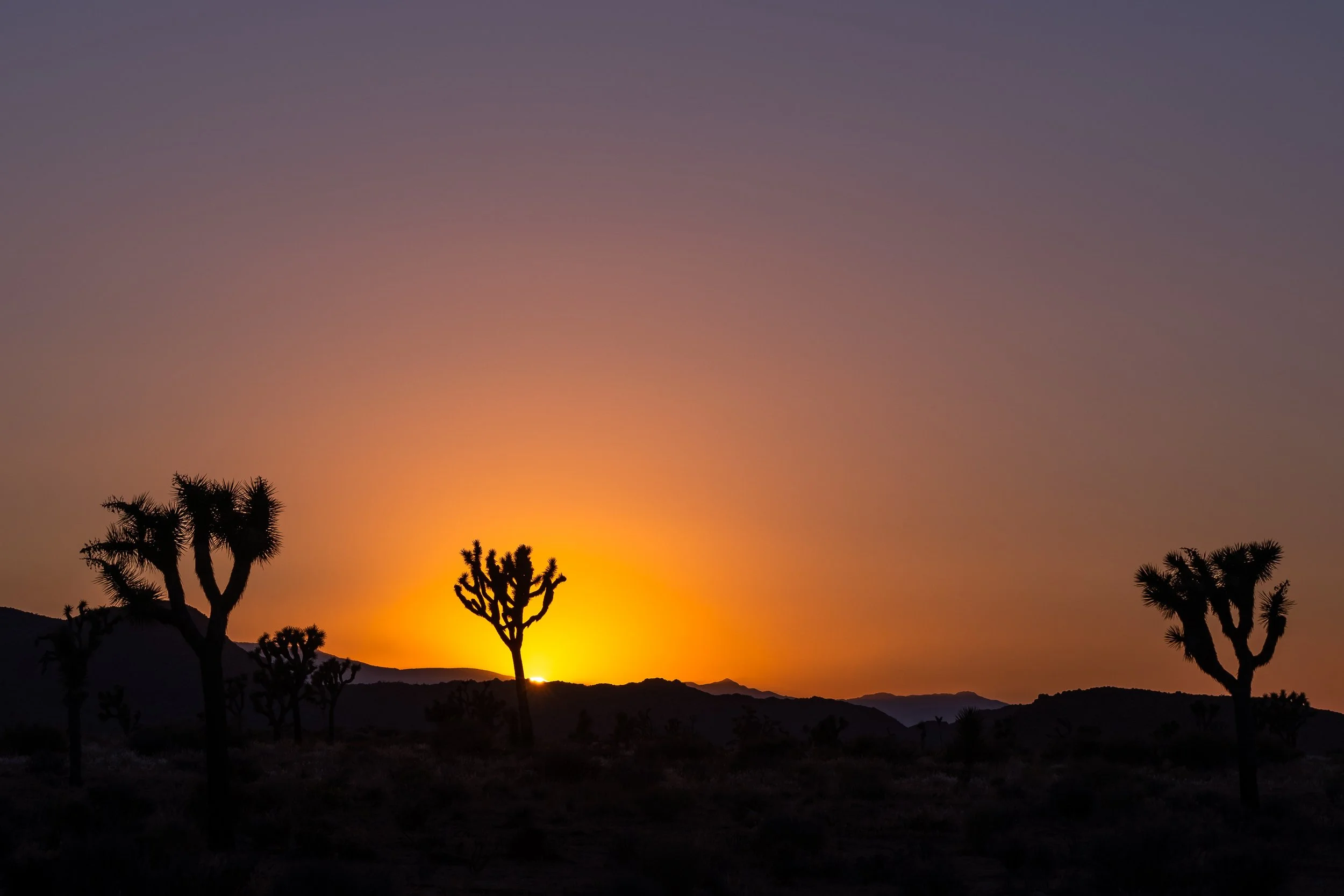 Joshua Tree, CA; June 2020