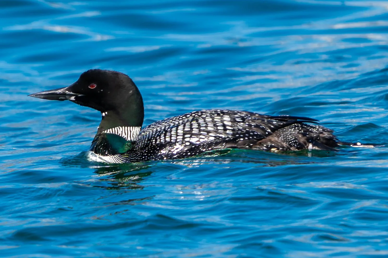 Common Loon; June 2022