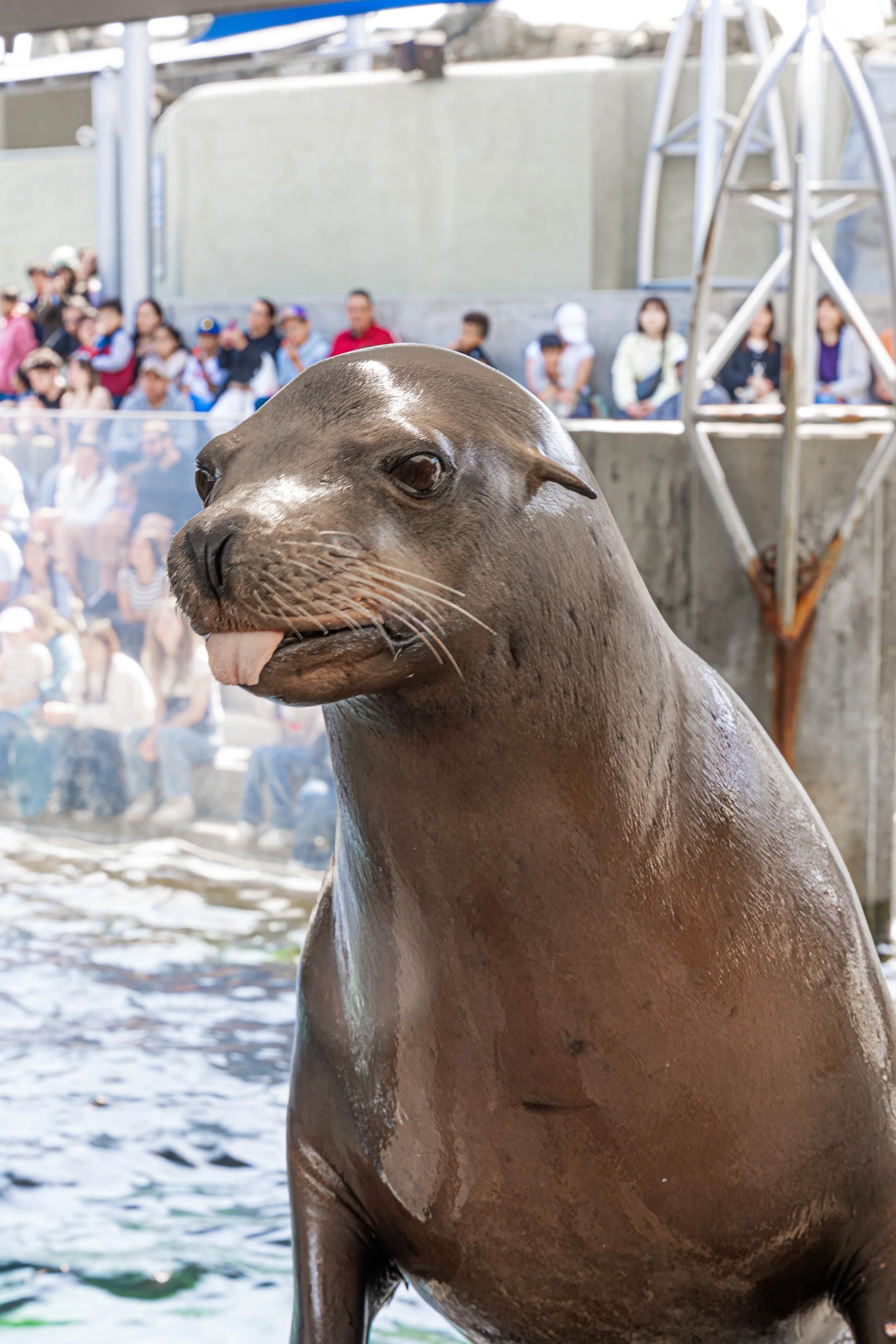 California Sea Lion; May 2024