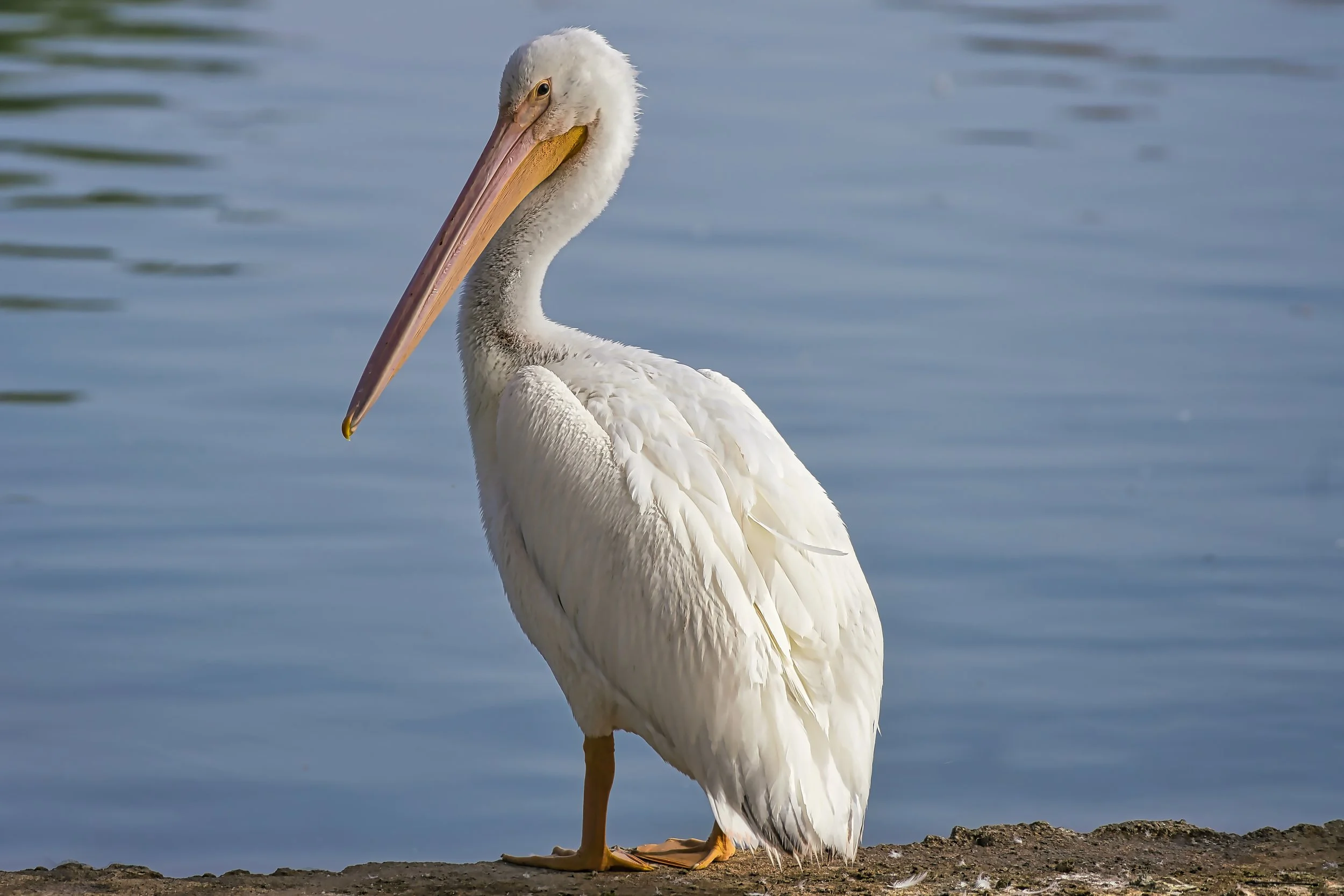 American White Pelican; November 2025
