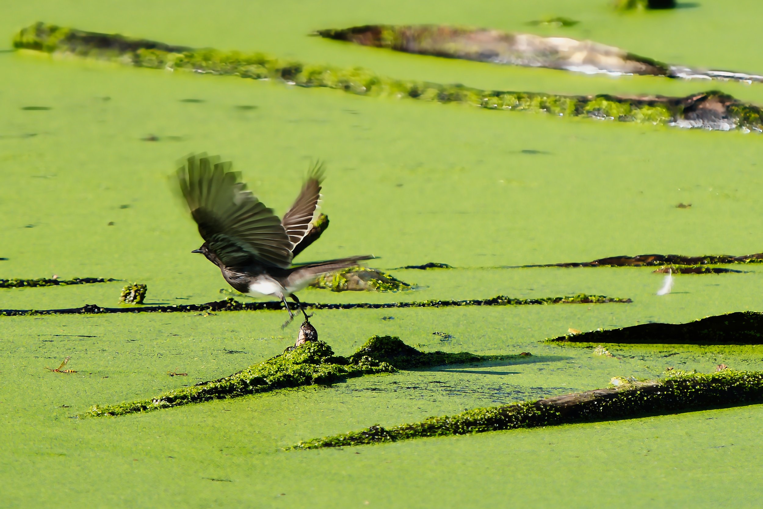 Black Phoebe; November 2025