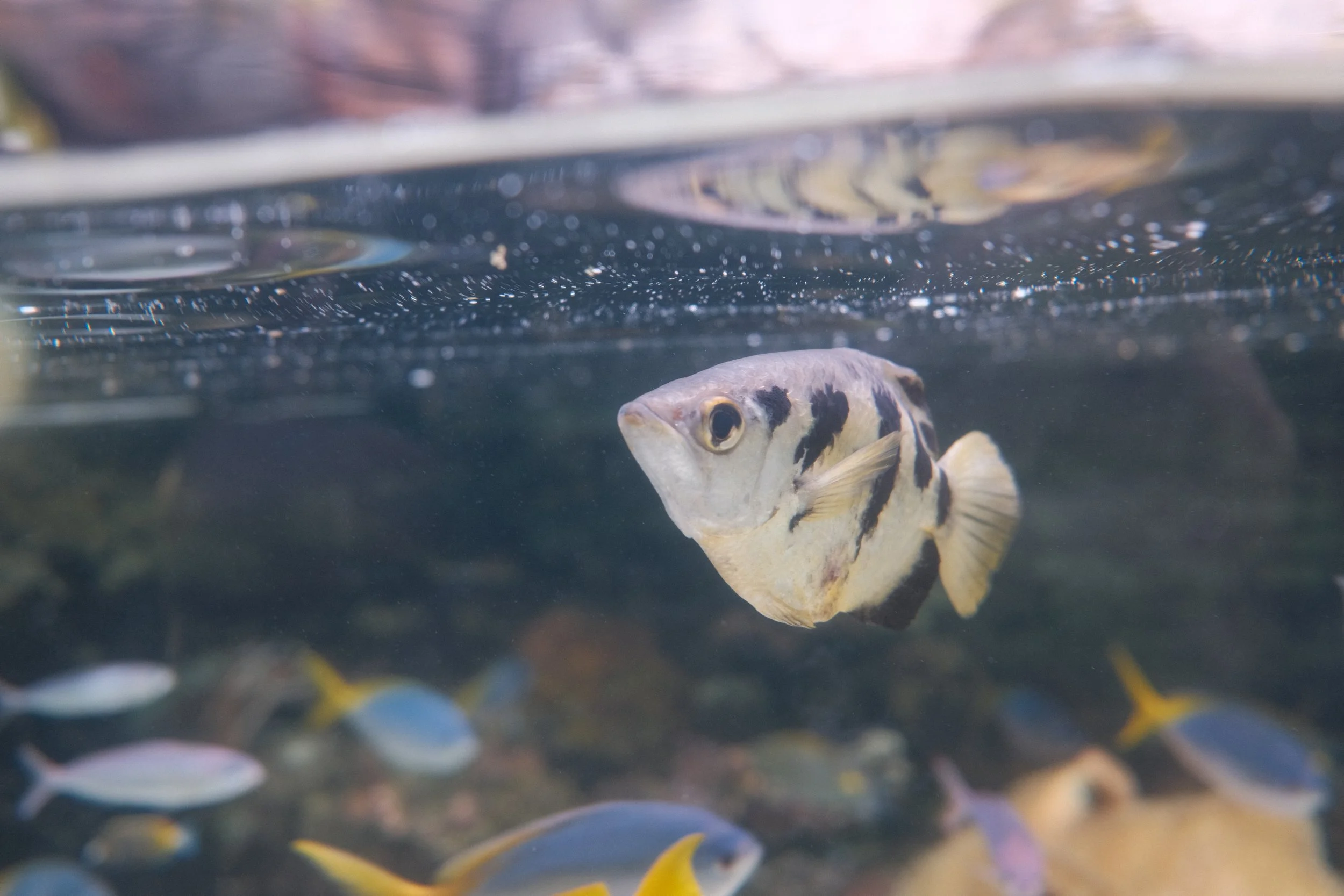 Long Beach, CA; December 2025