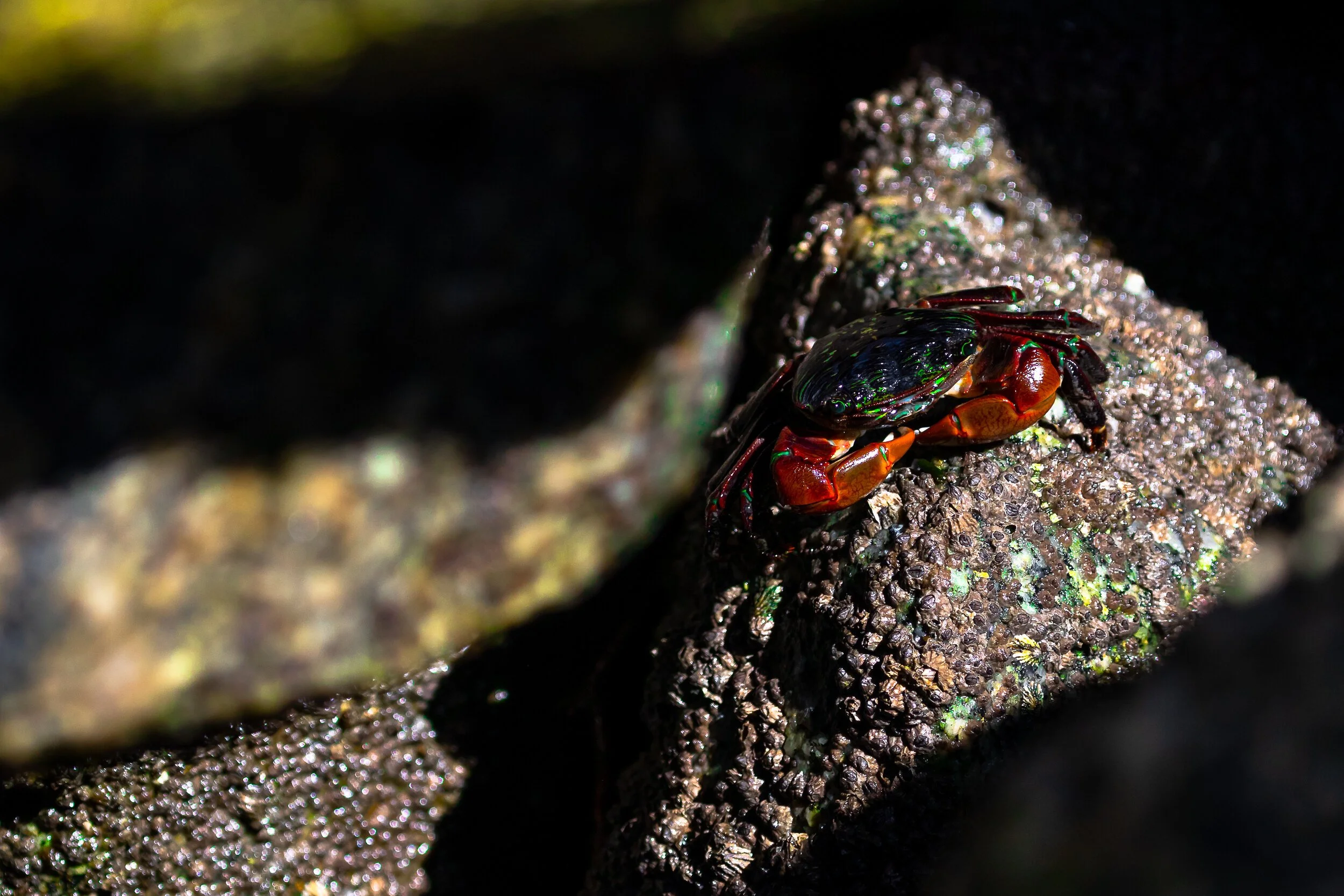 Striped Shore Crab; September 2018