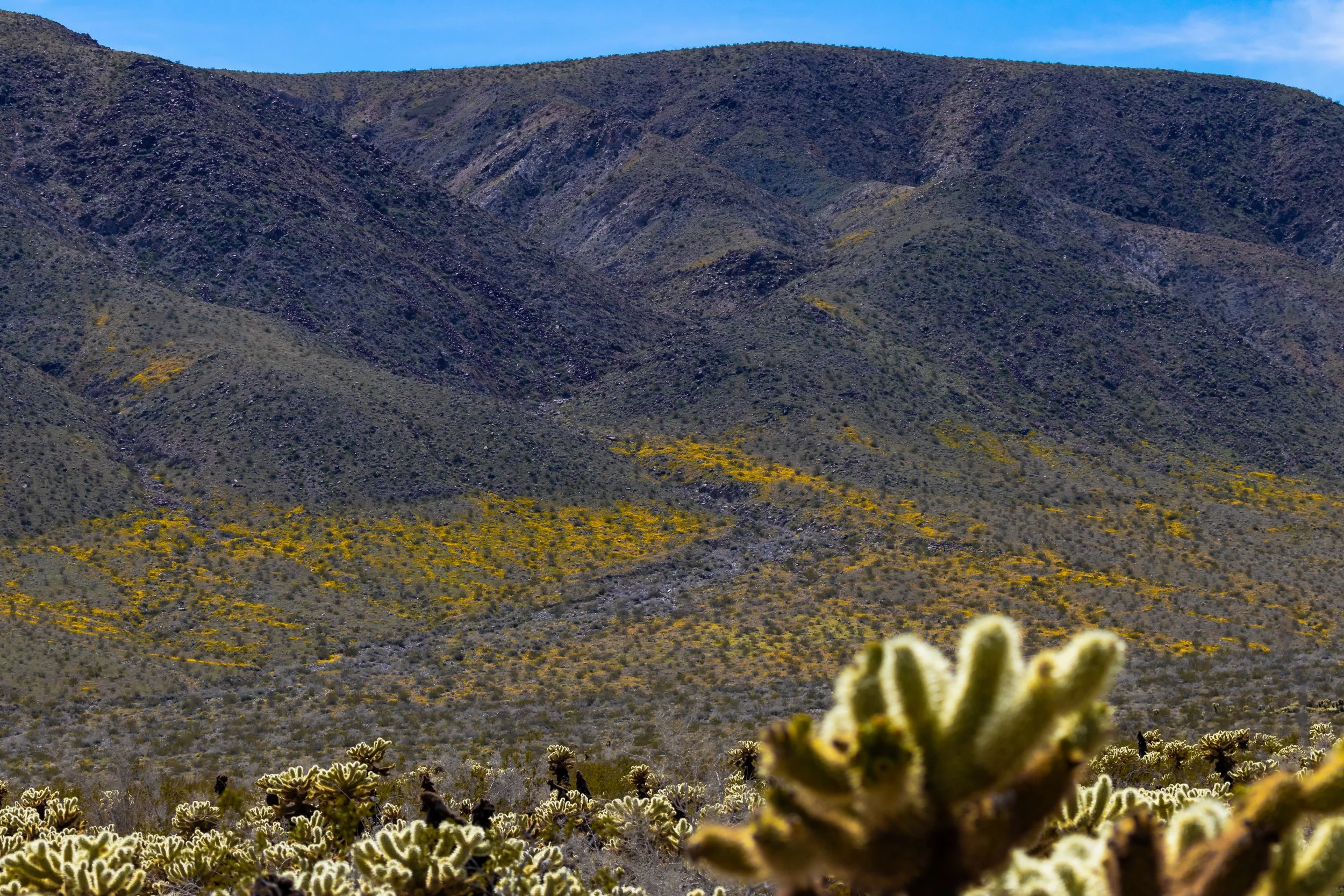 Joshua Tree, CA, March 2019