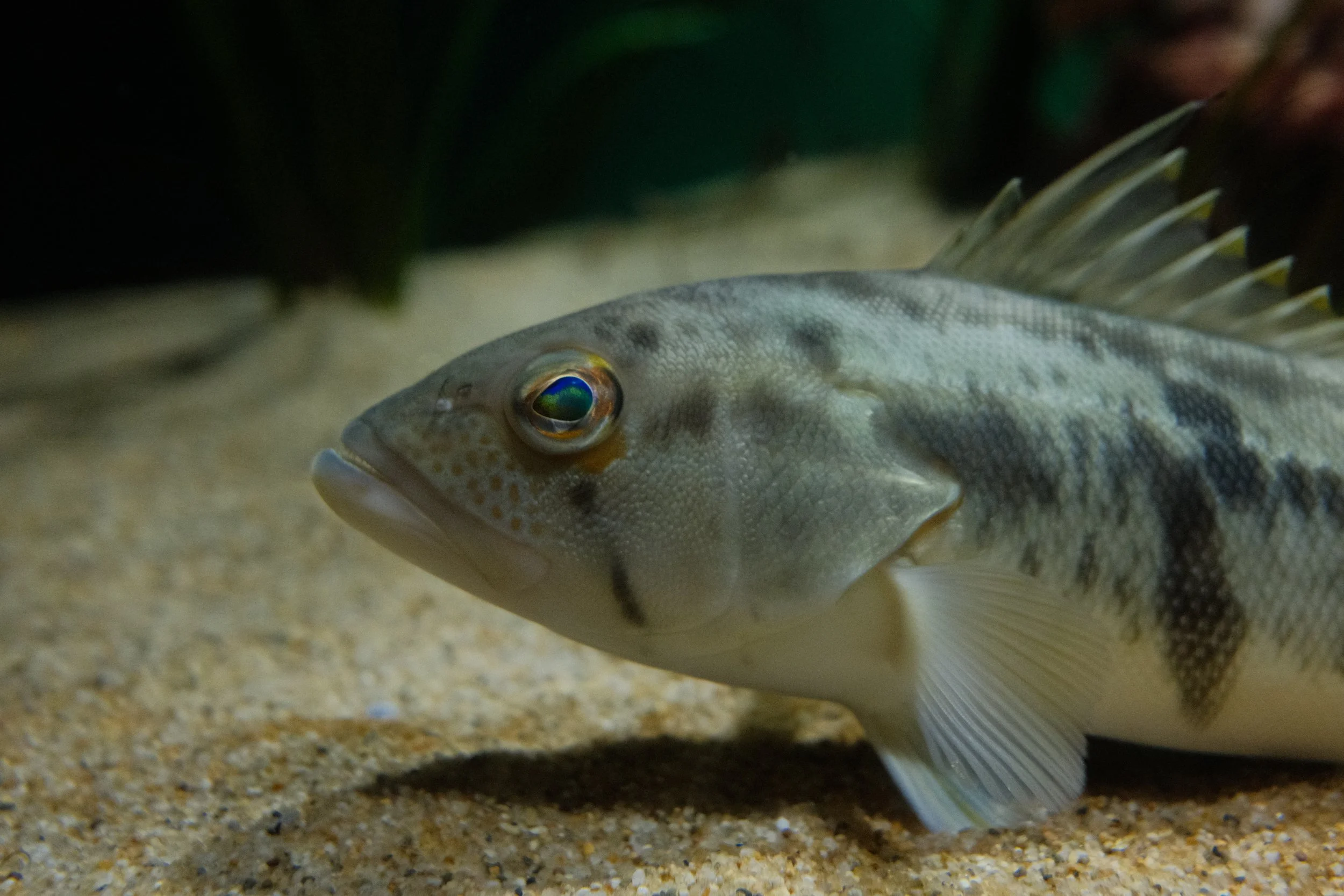 Long Beach, CA; December 2025