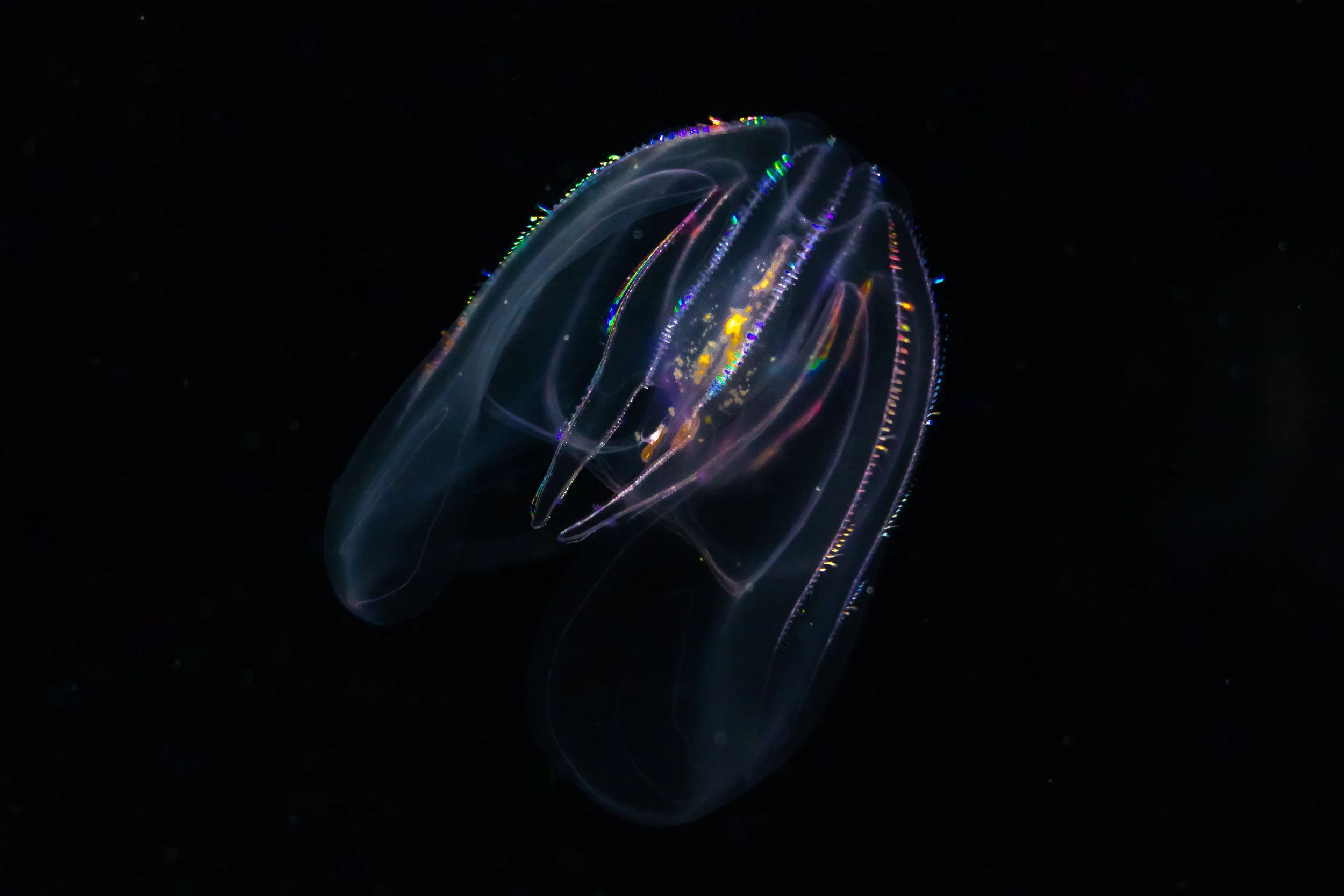 Comb Jelly; May 2018