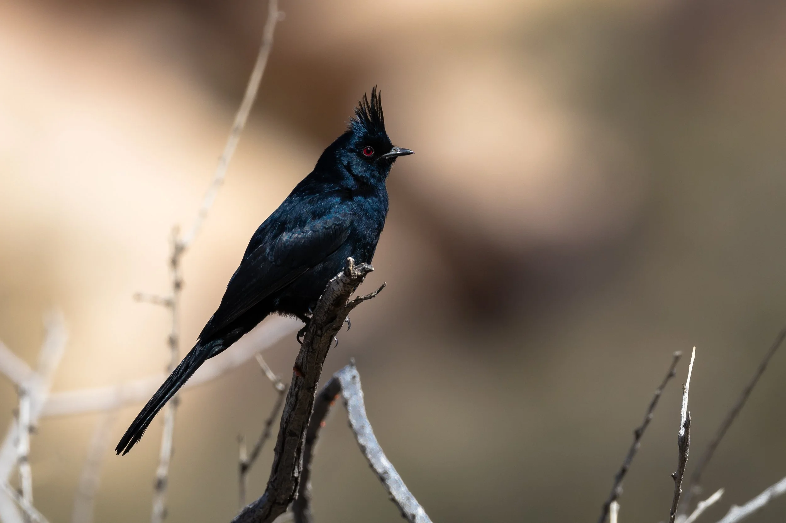 Phainopepla; April 2019