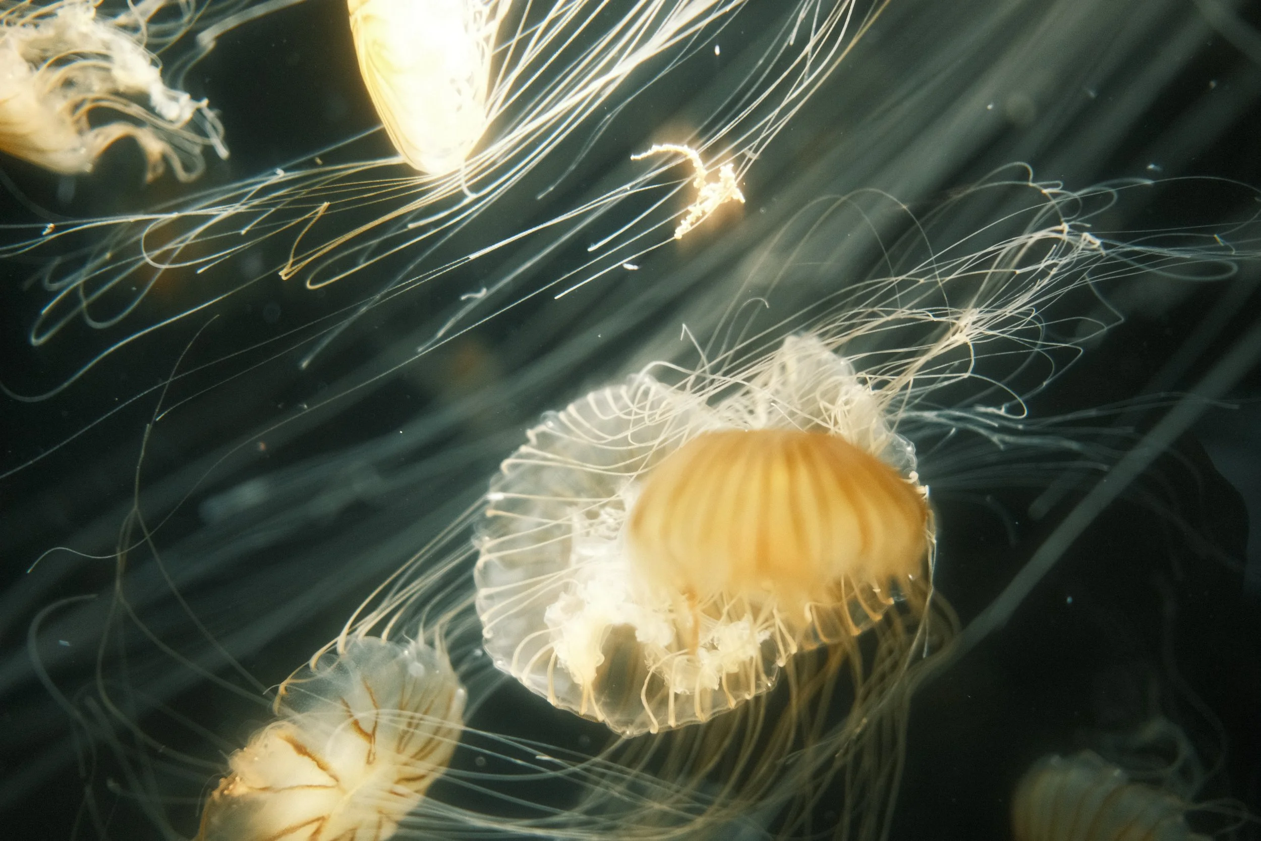 Long Beach, CA; December 2025