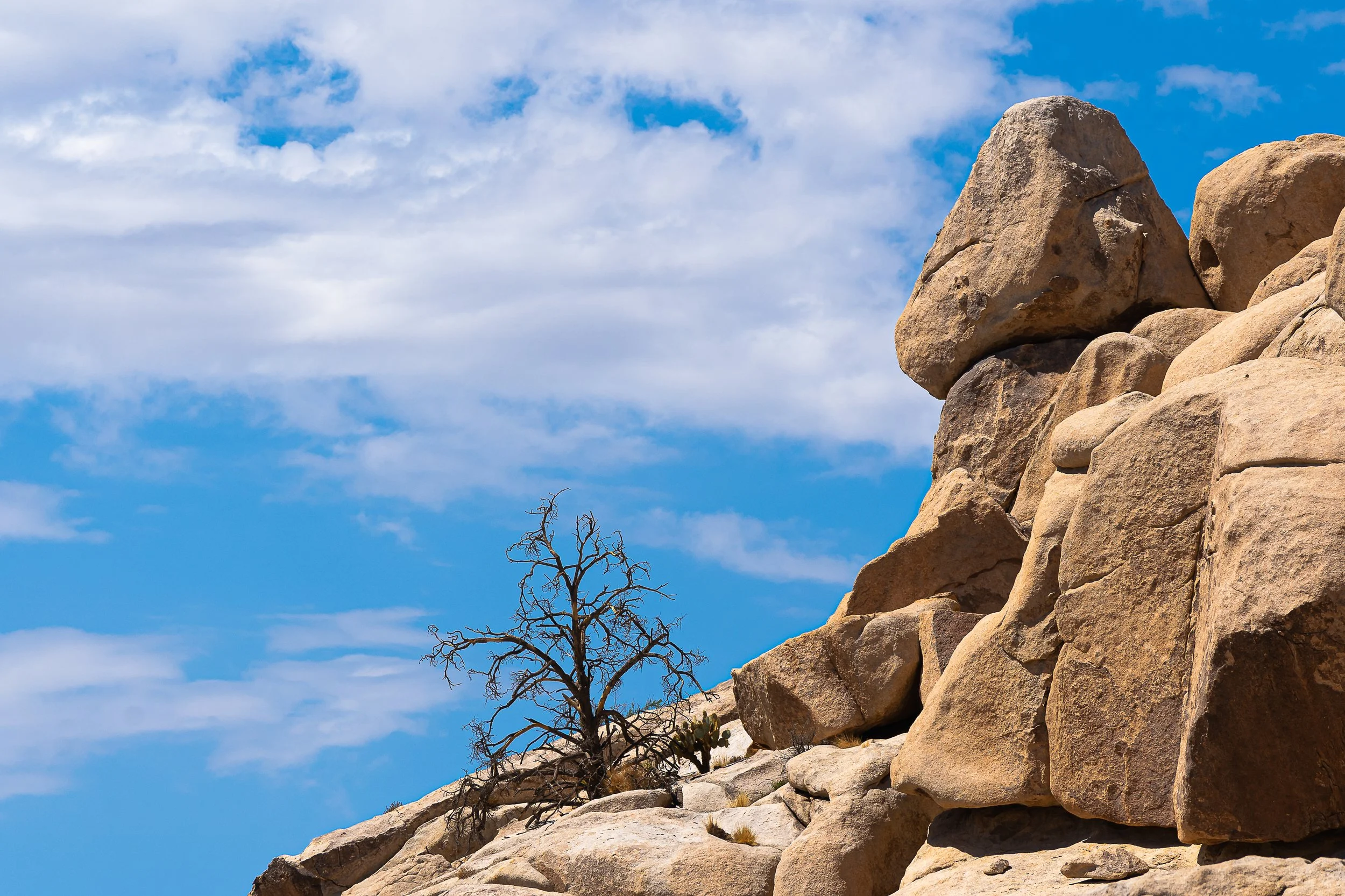 Joshua Tree, CA; September 2021