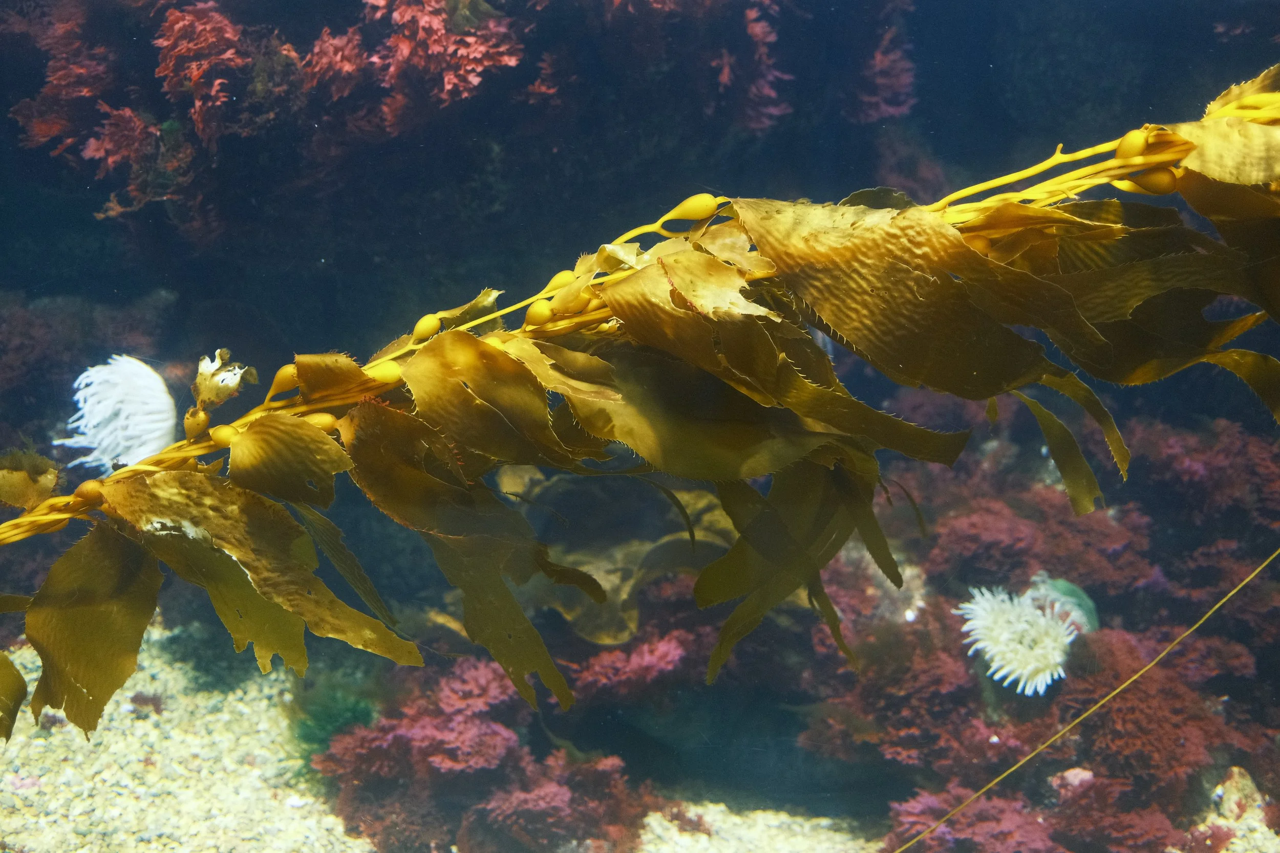 Long Beach, CA; December 2025