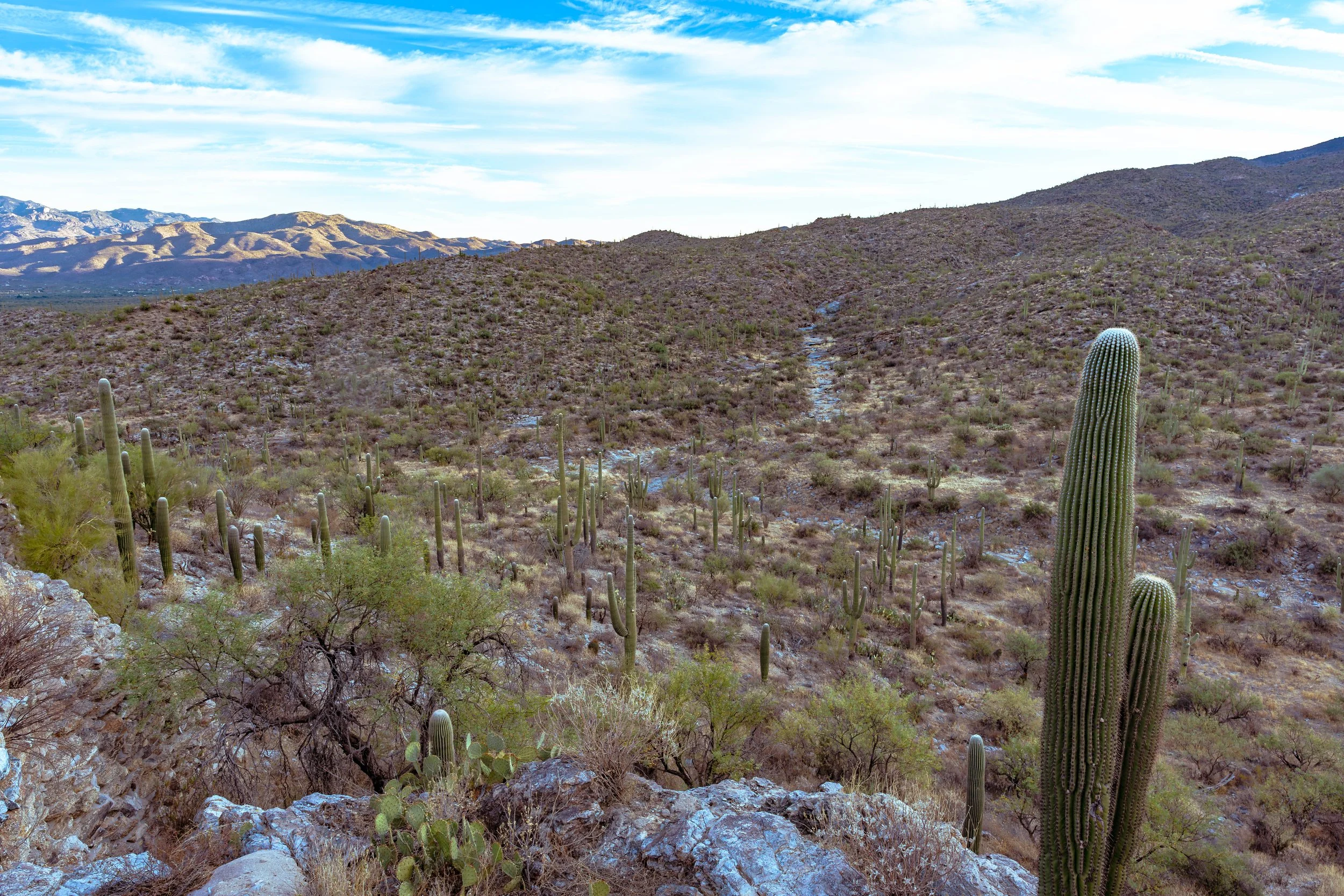 Saguaro National Park, AZ; October 2024
