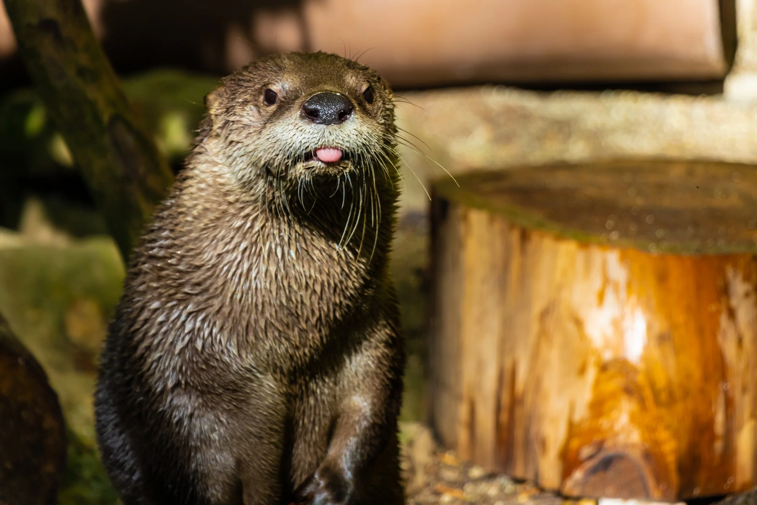 North American River Otter; October 2018