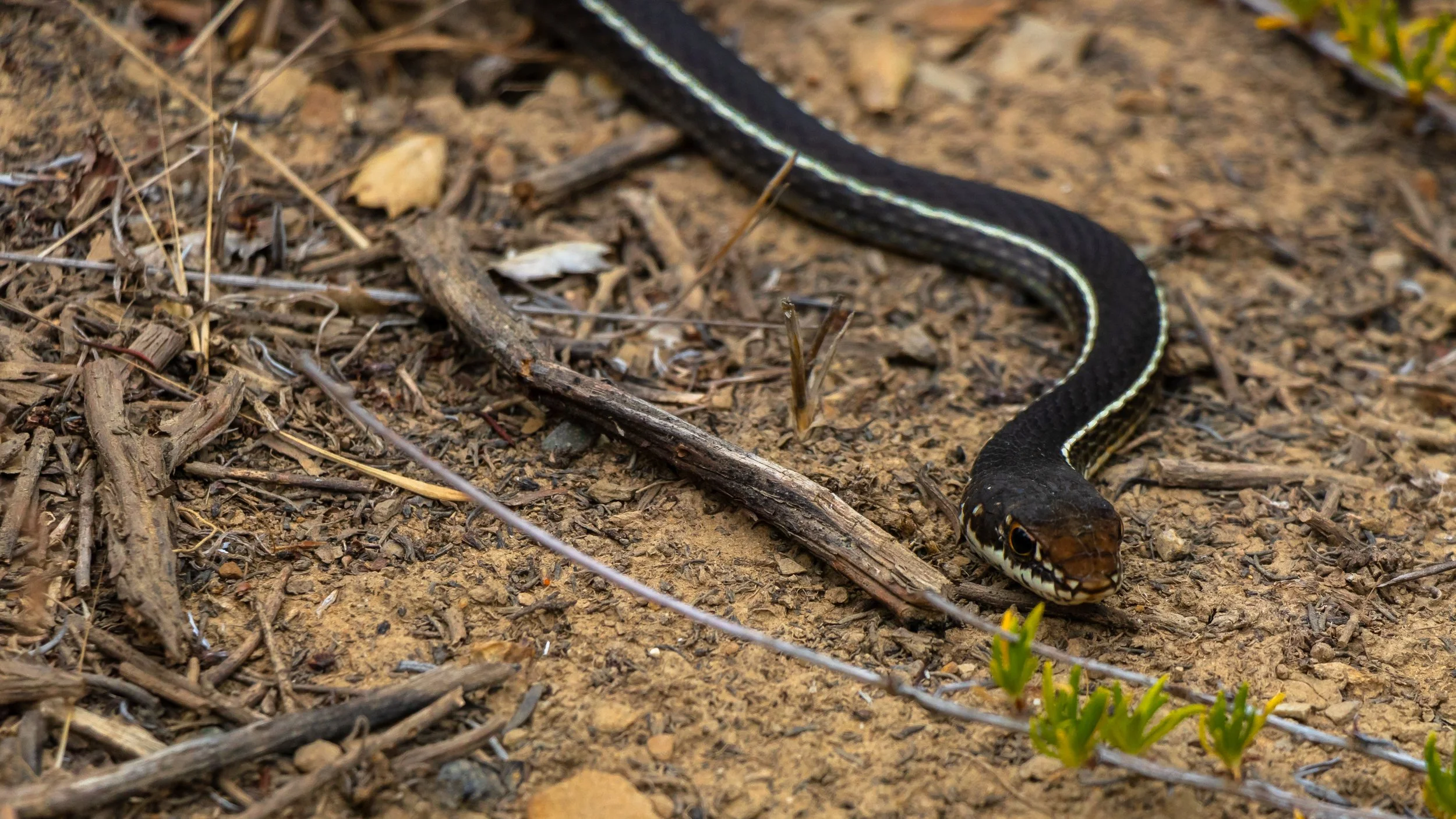Striped Racer; June 2018