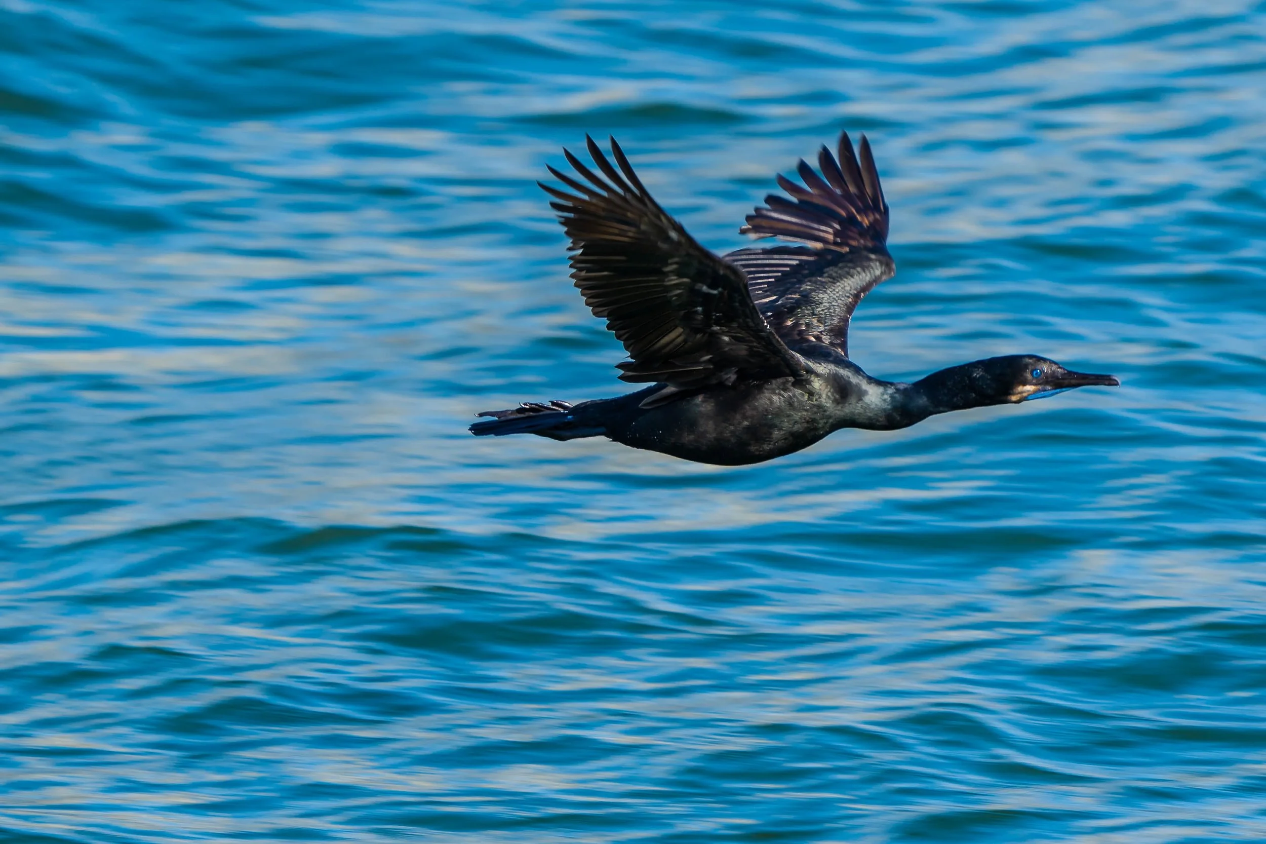 Brandt's Cormorant; June 2022
