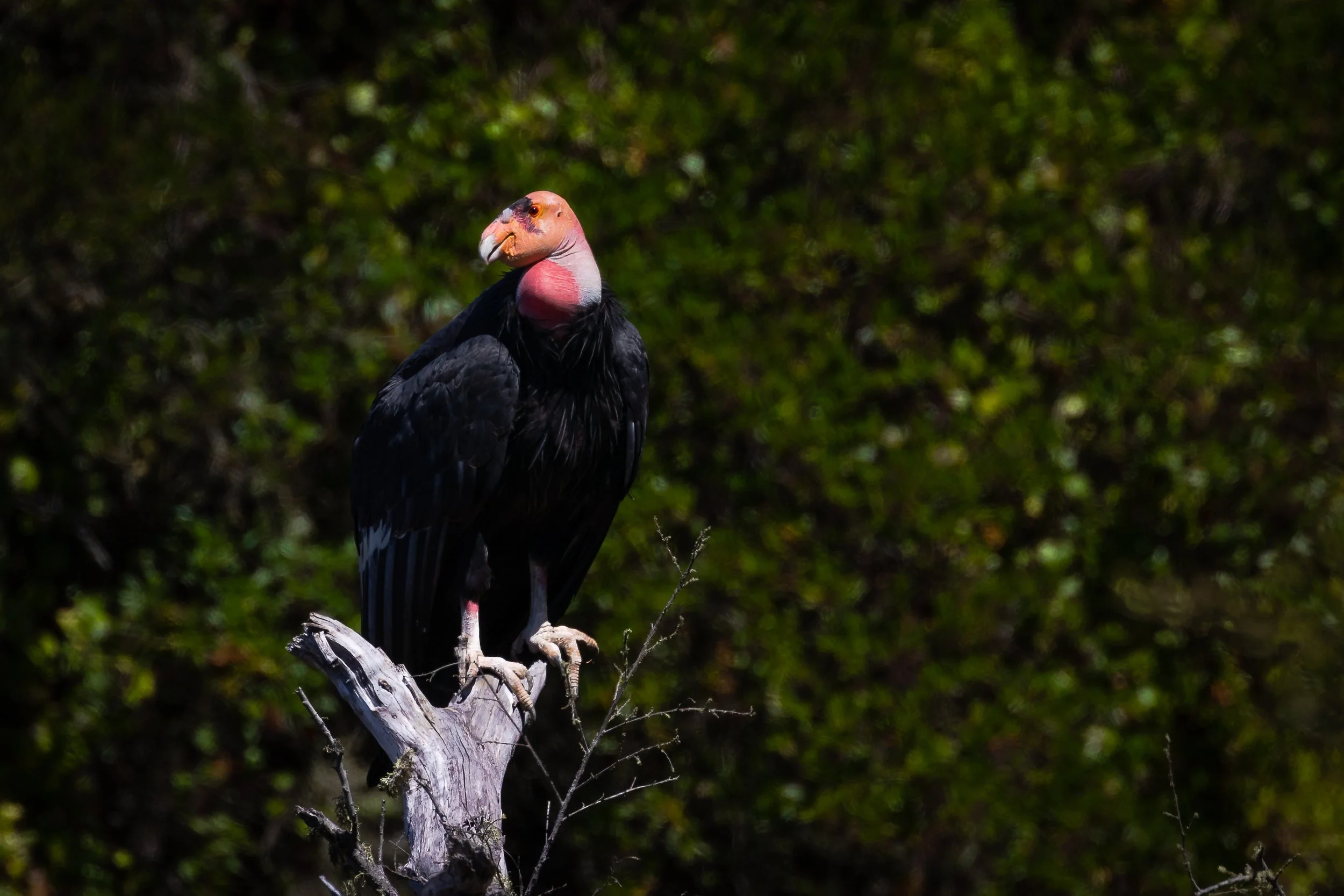 California Condor; September 2018